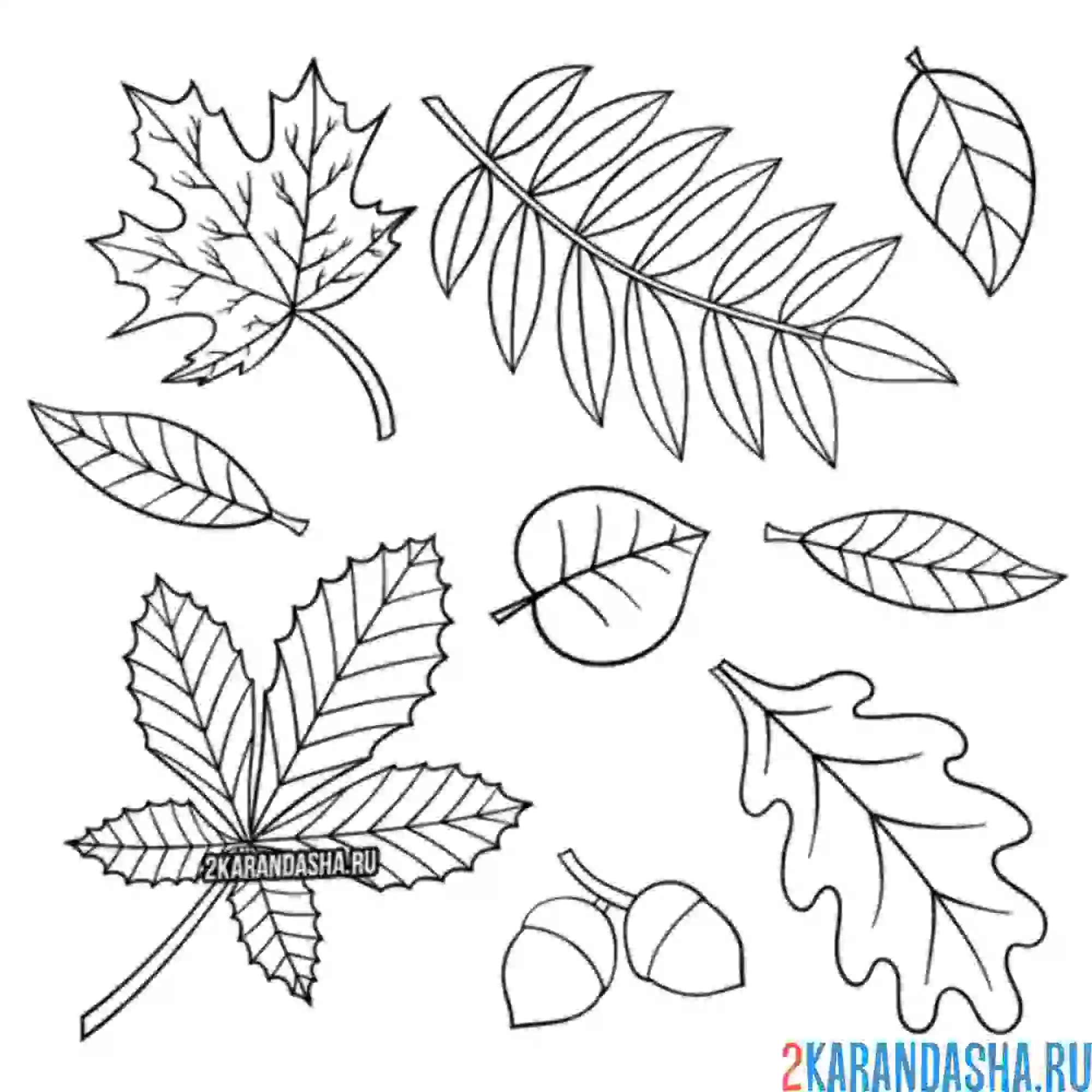 Раскраска набор разных листьев