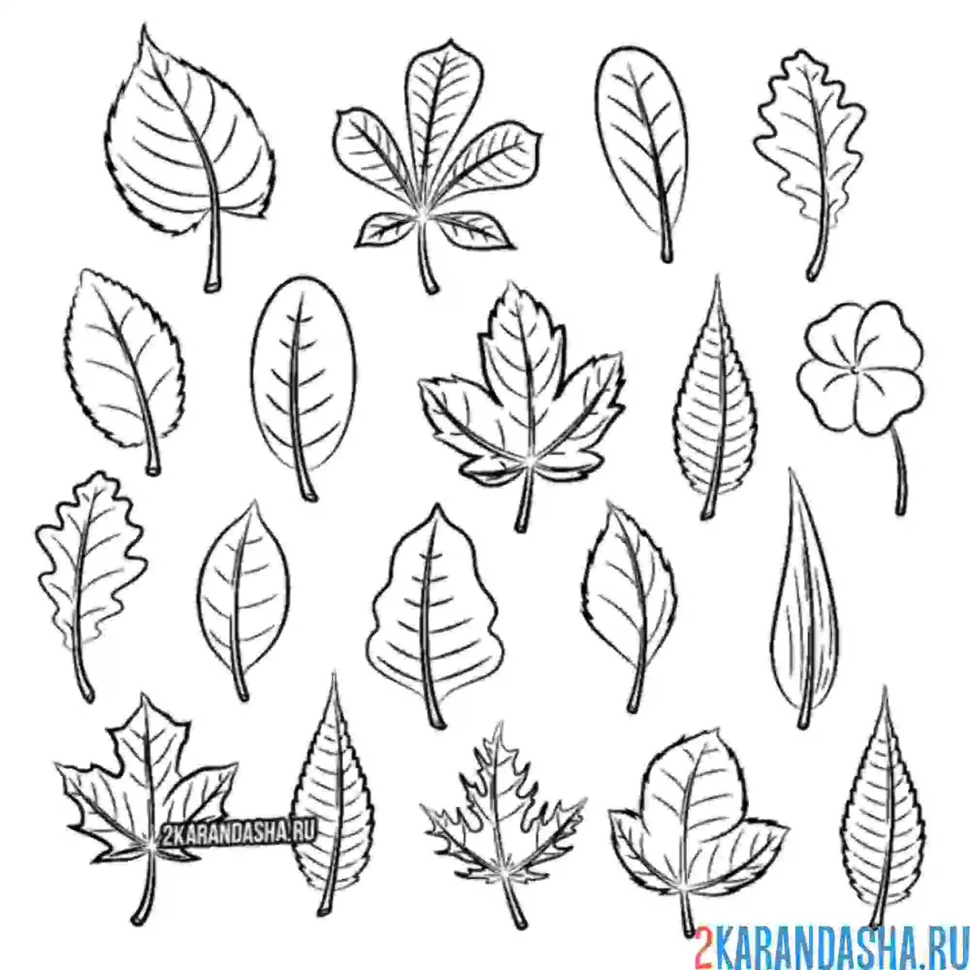 Раскраска много листьев