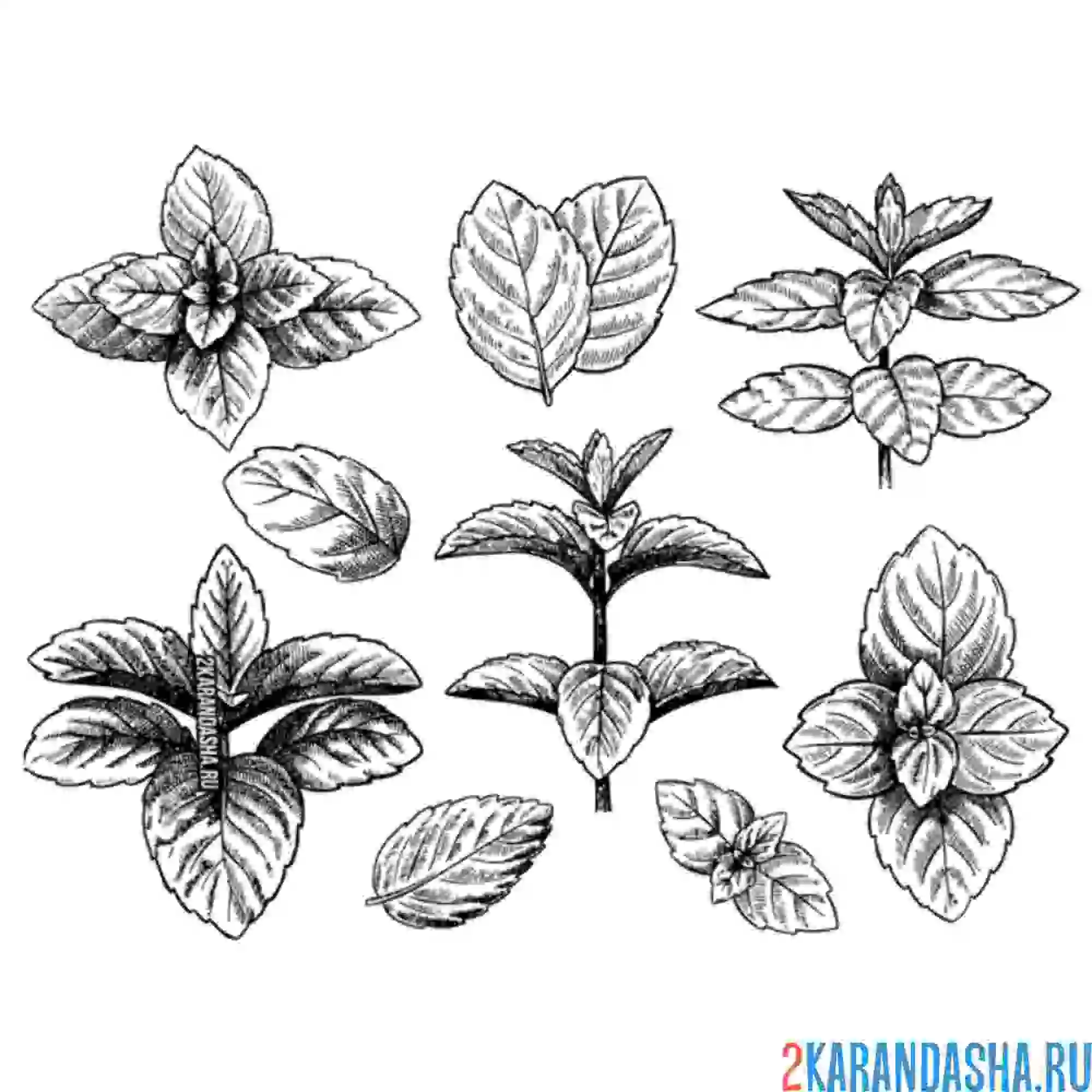 Раскраска листья цветка