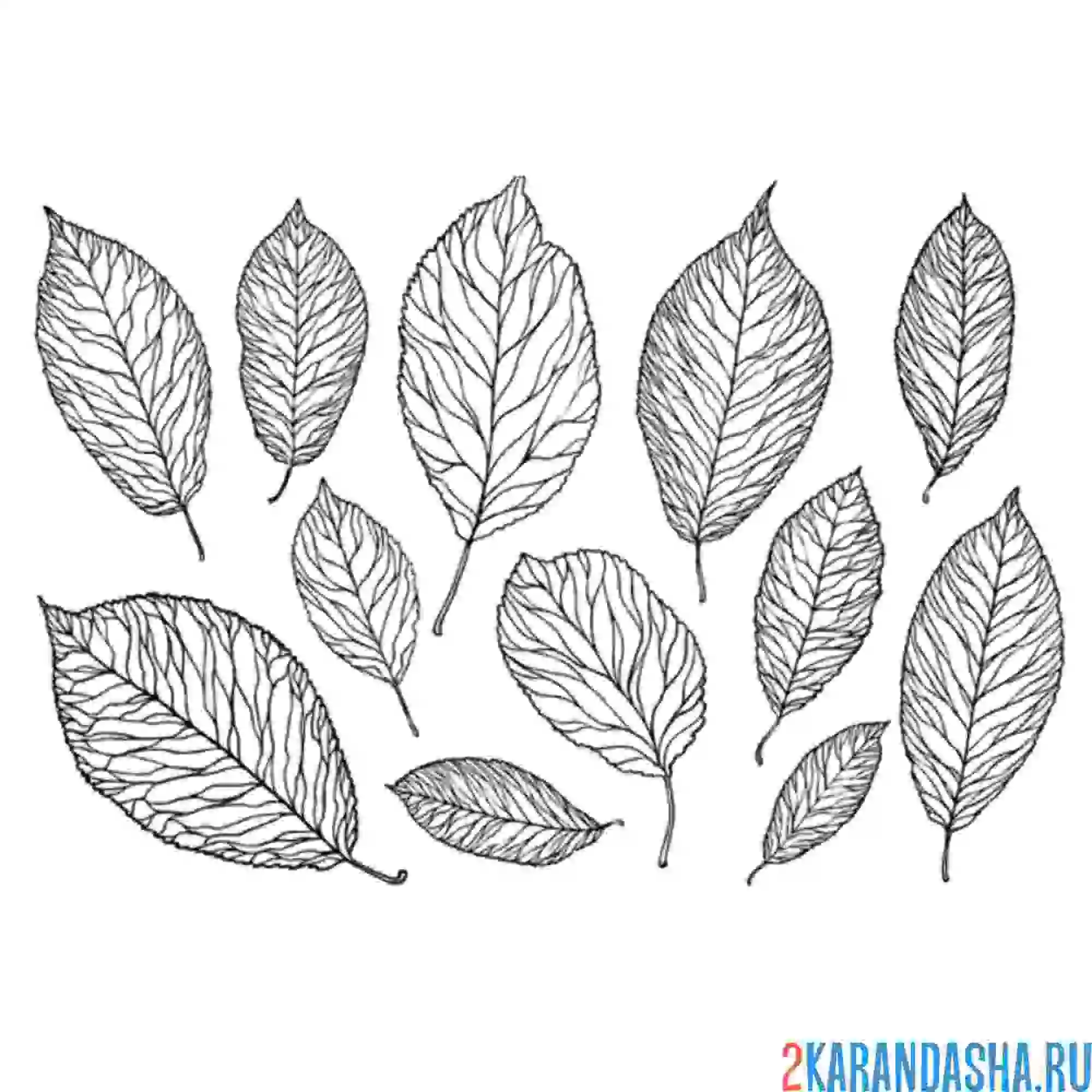 Раскраска листочки