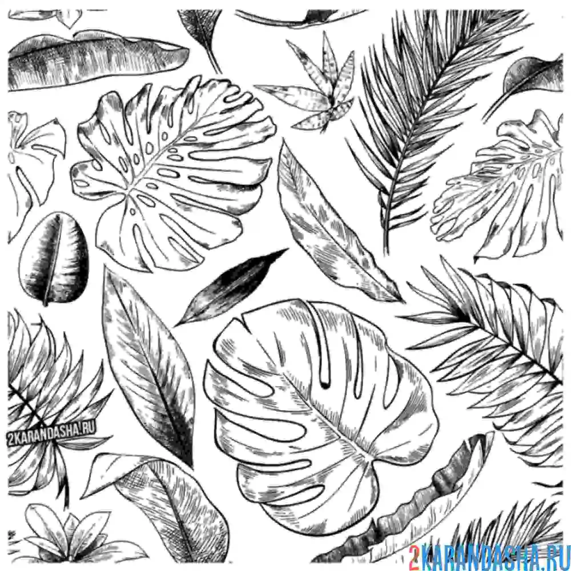 Раскраска папоротниковые листья