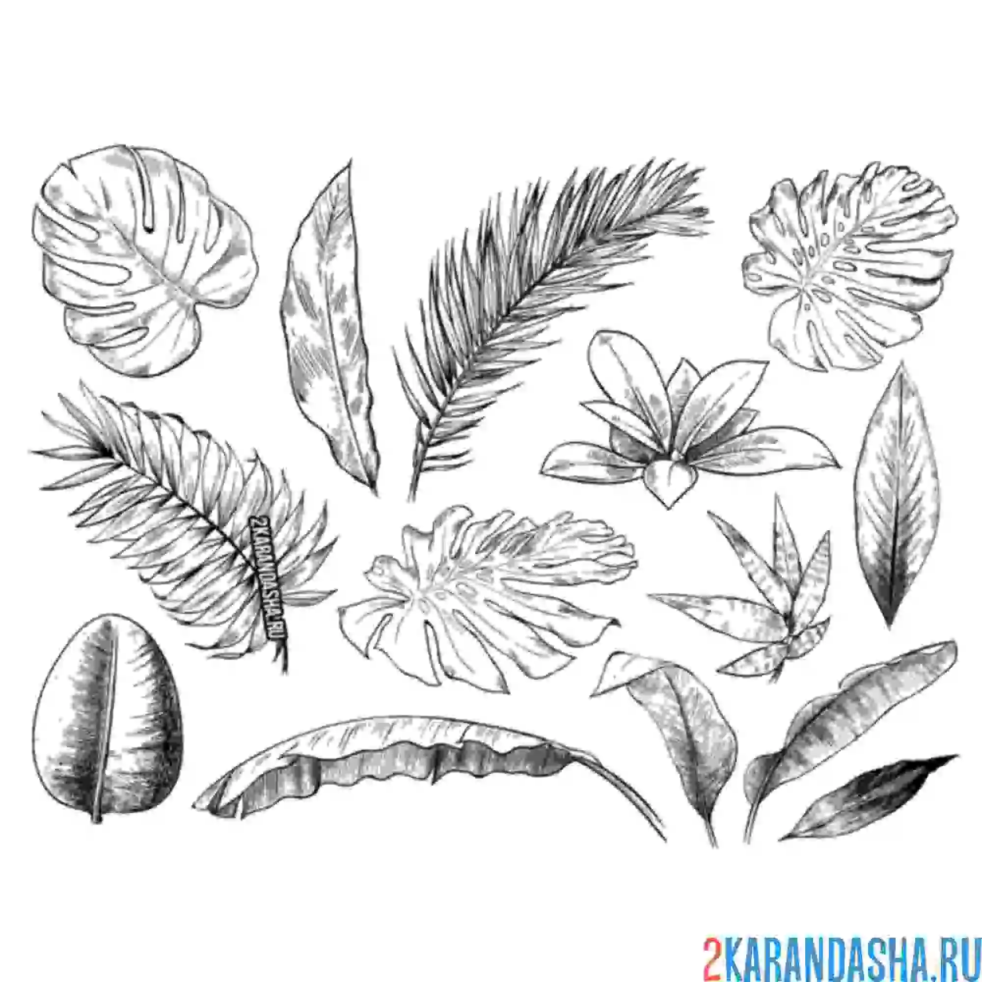 Раскраска листья папоротника