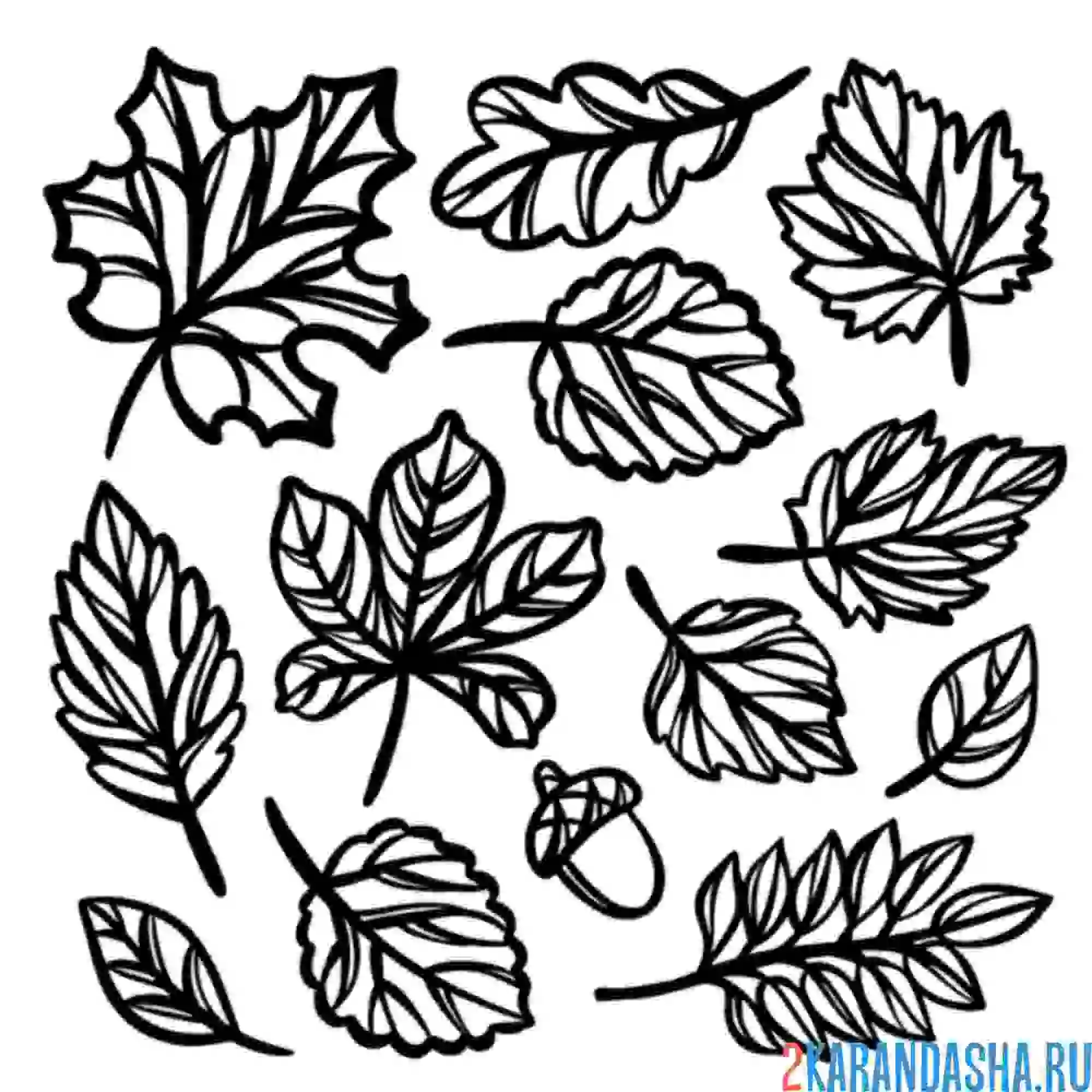 Раскраска листья выбор