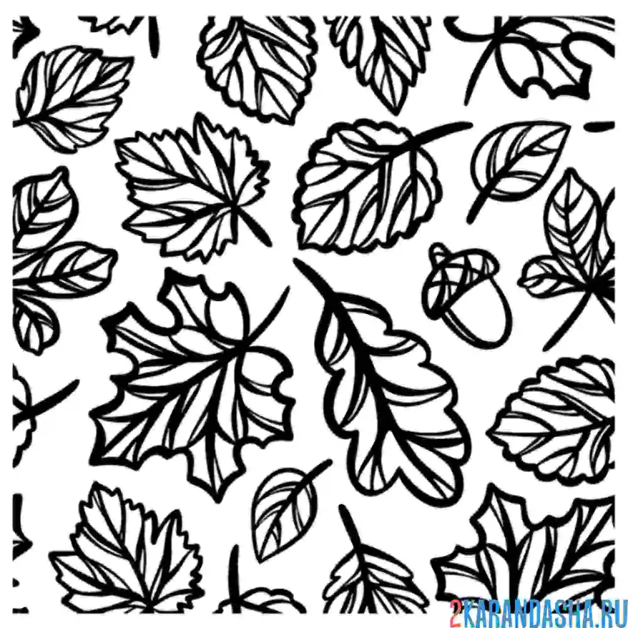 Раскраска разные листья на выбор