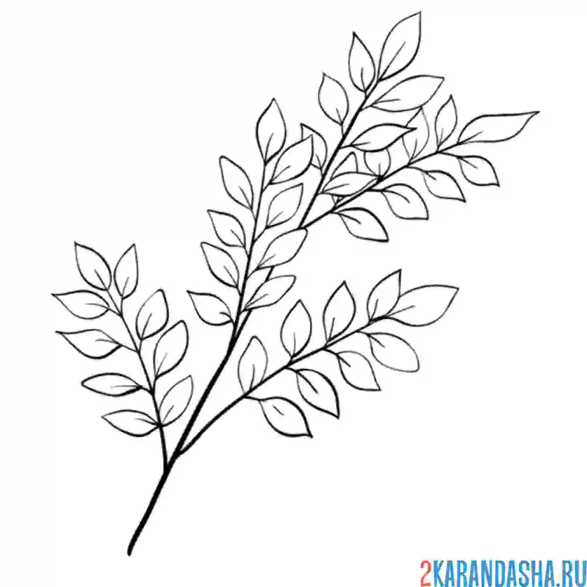 Раскраска веточка с красивыми листьями