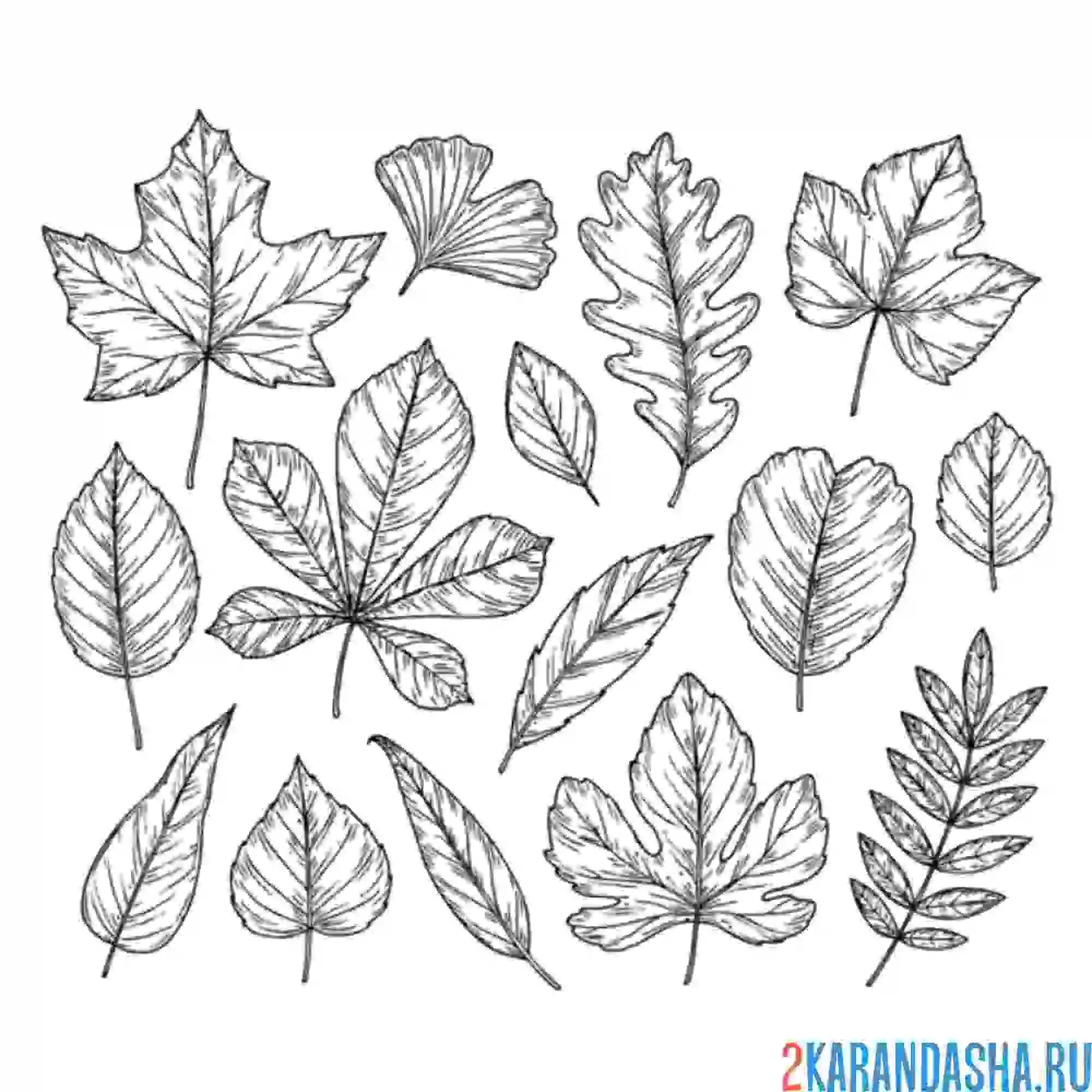 Раскраска листья в школу