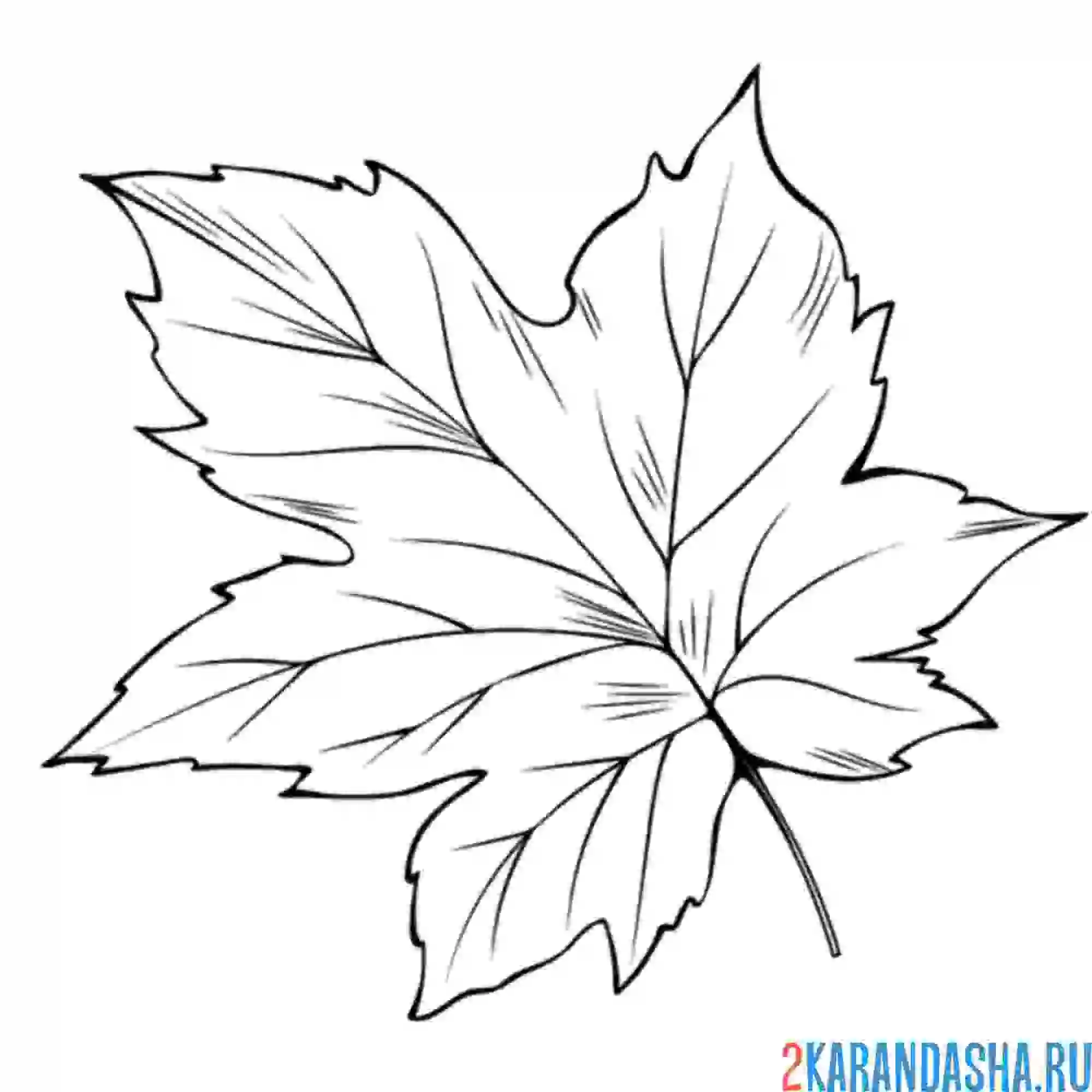 Раскраска листок большой крупный