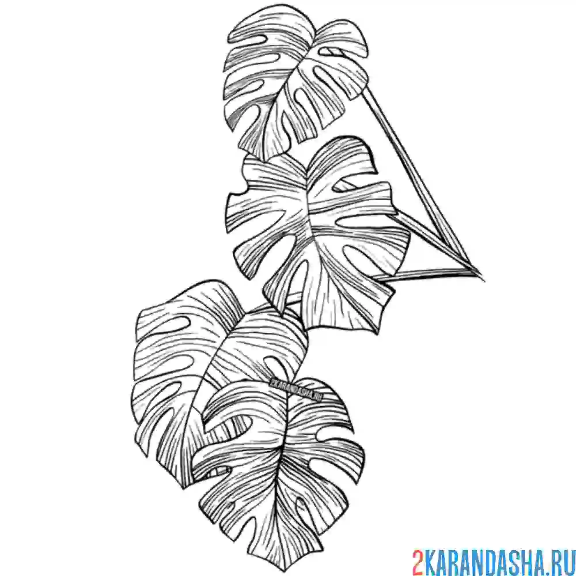 Раскраска листья цветущего растения