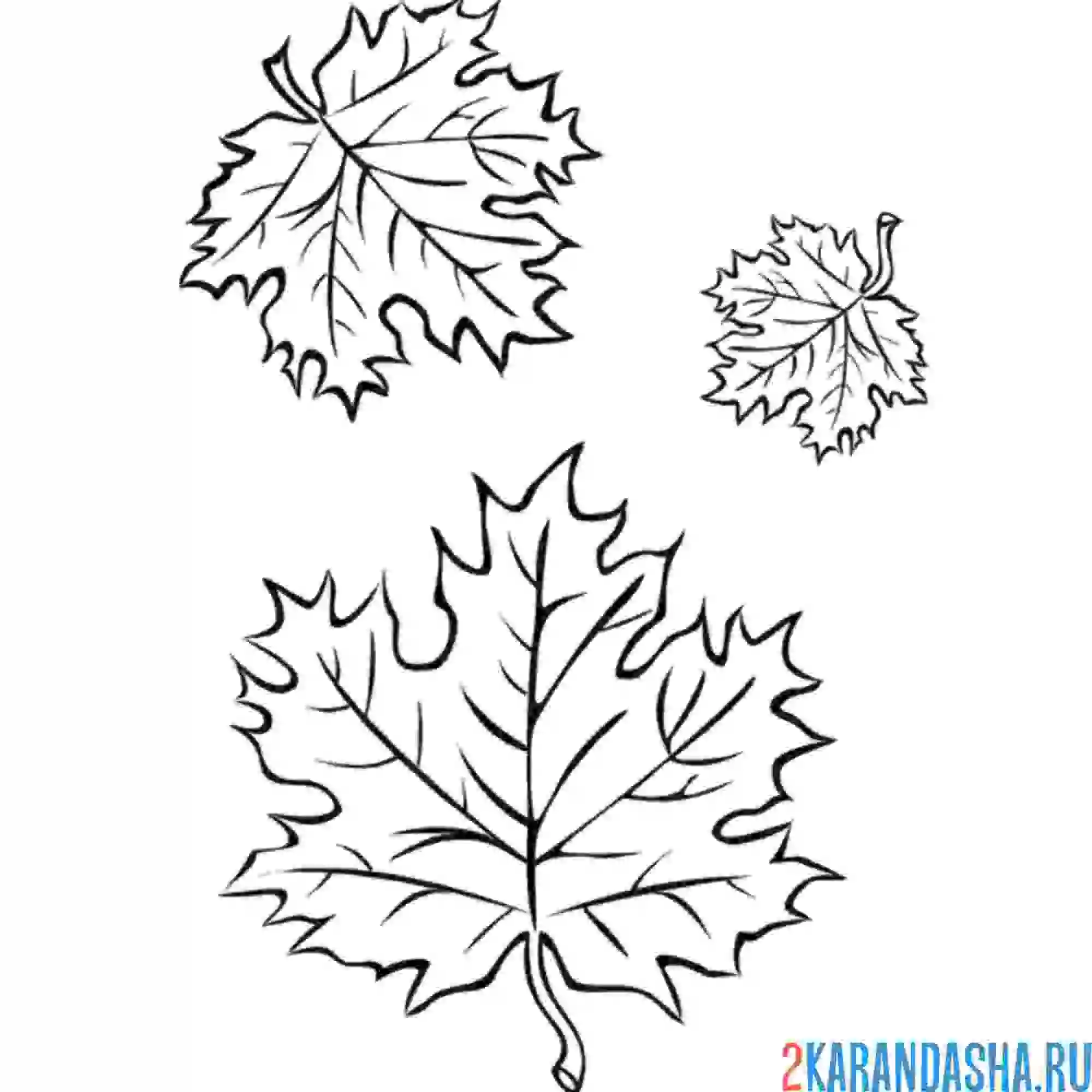 Раскраска три кленовых листка вместе