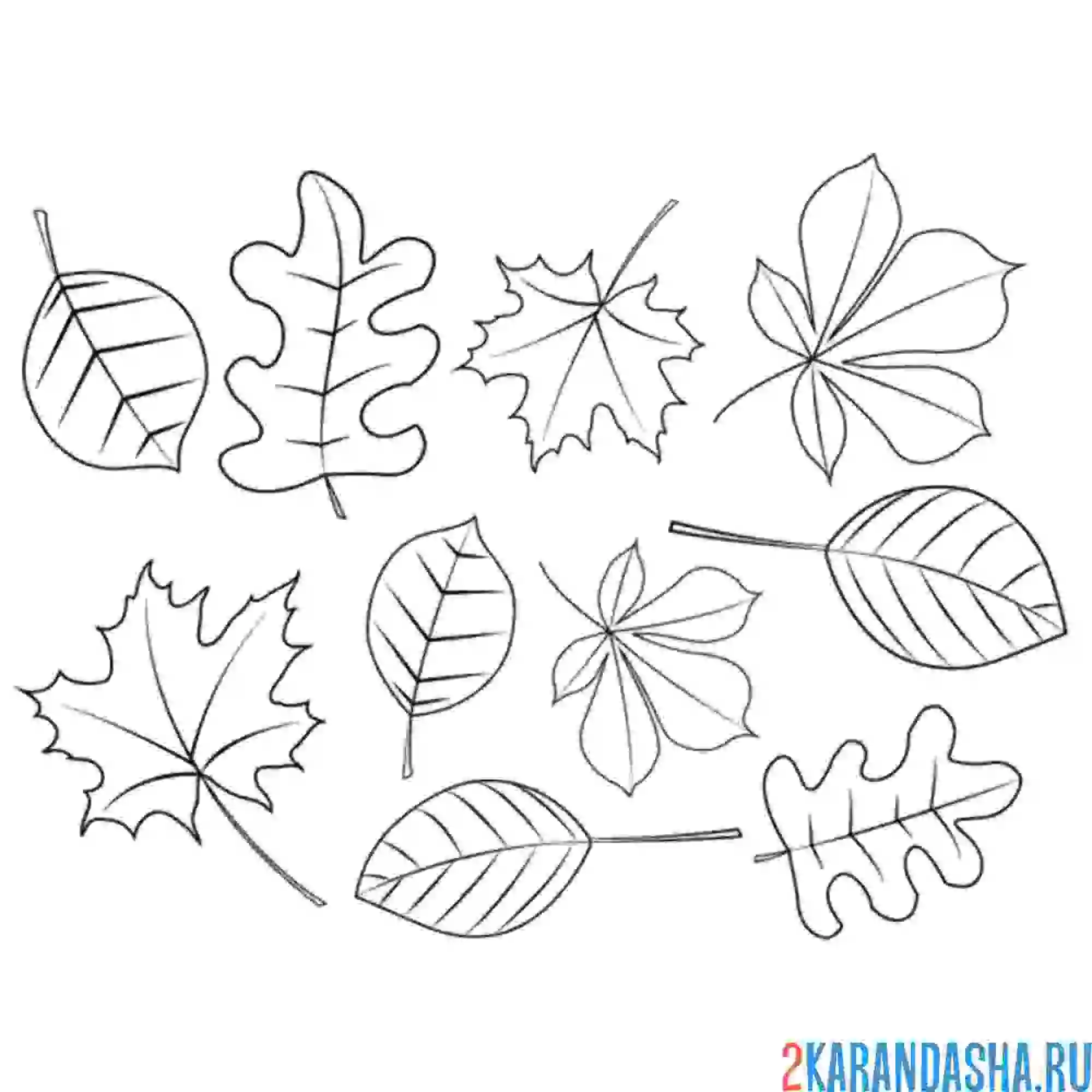 Раскраска листочки разные