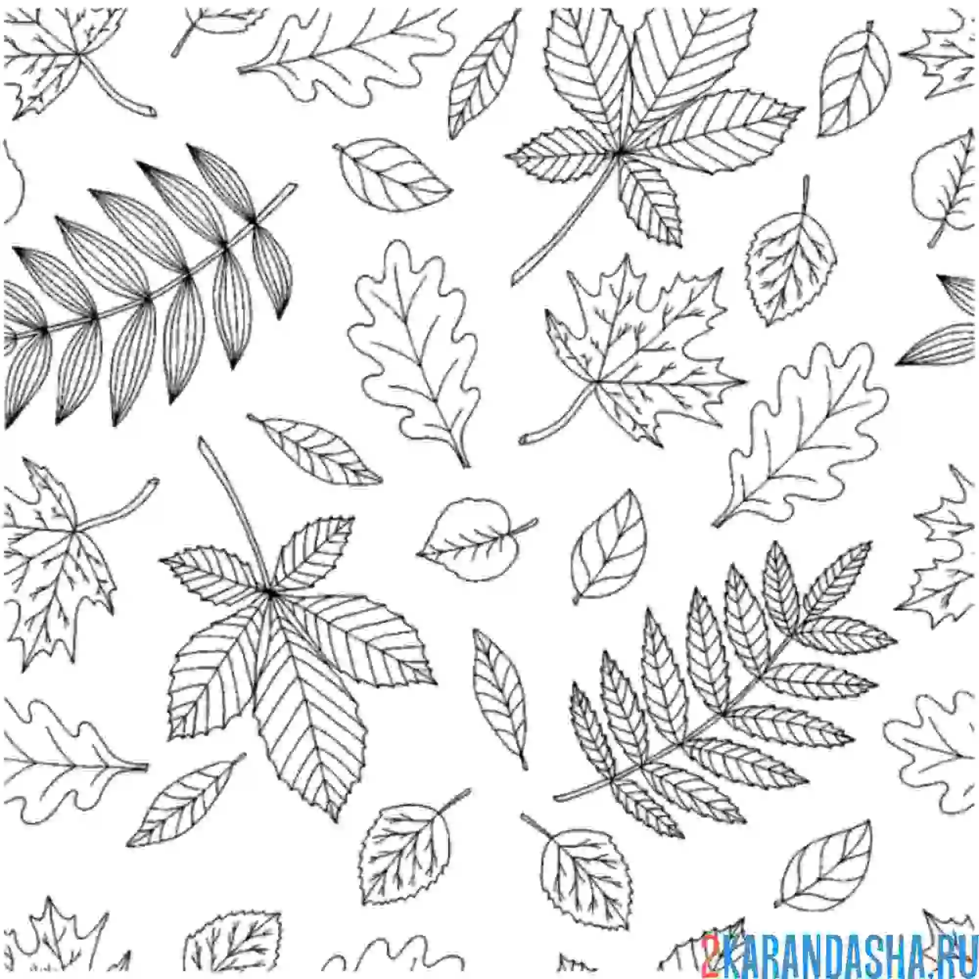 Раскраска листья рябины