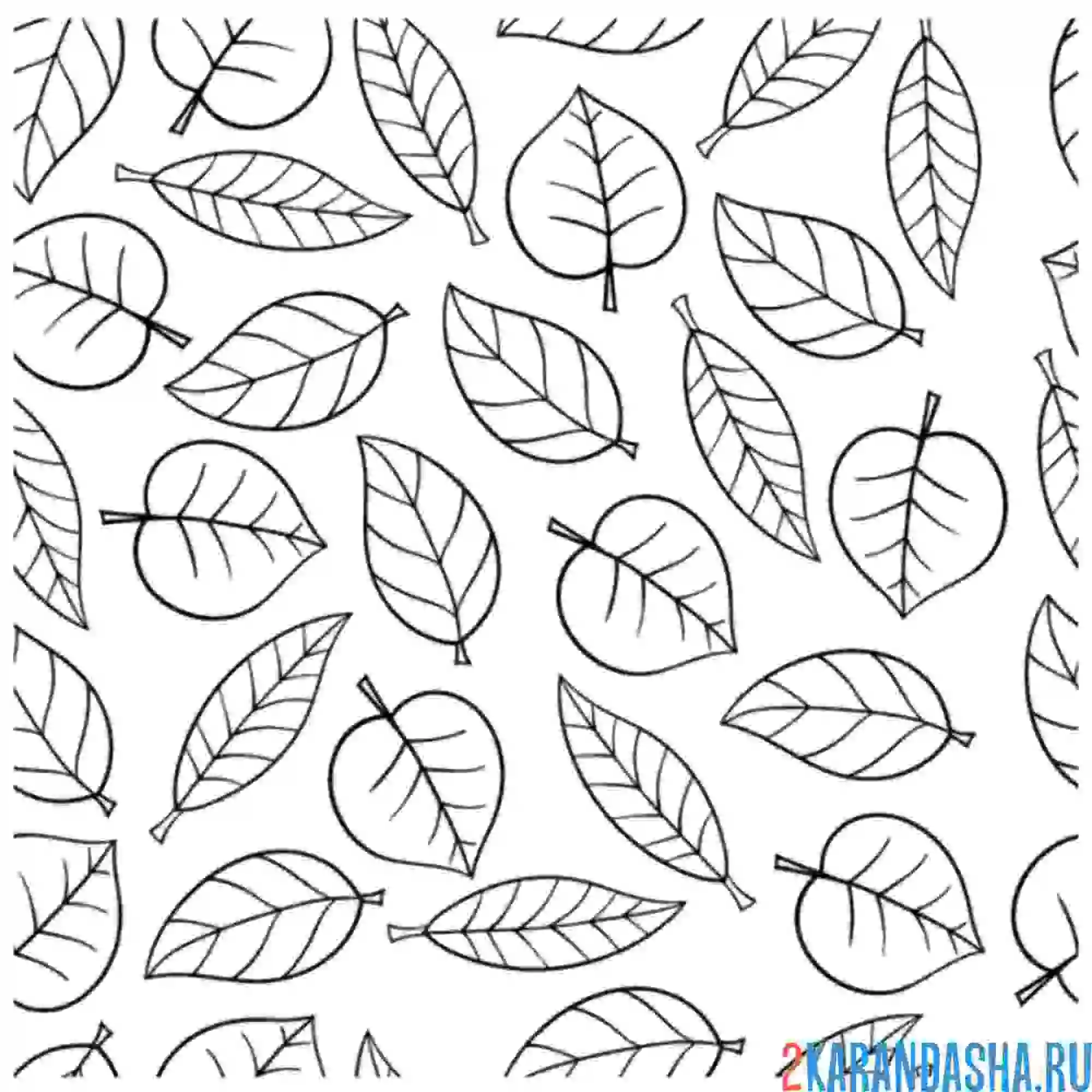 Раскраска листья деревья
