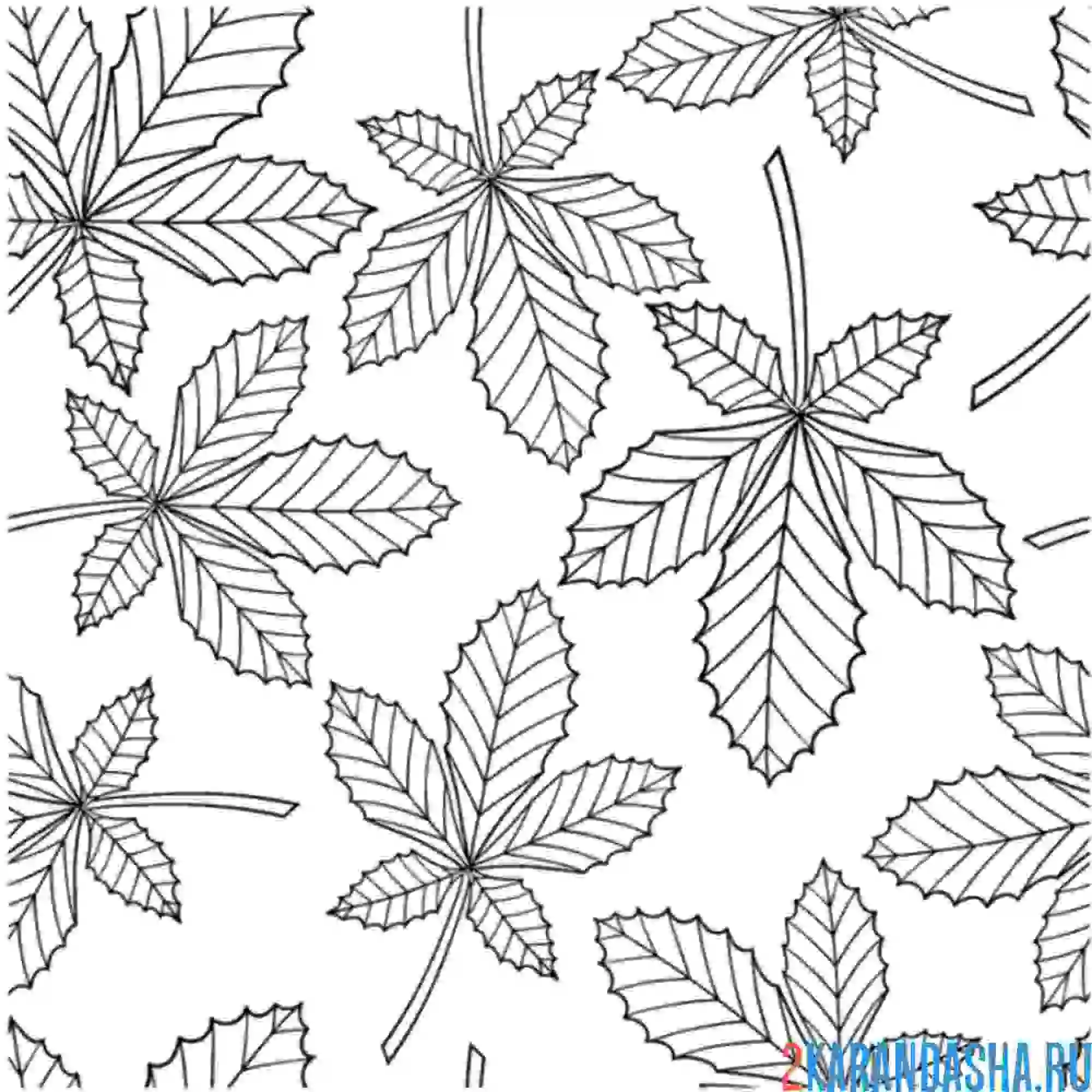 Раскраска листочки каштана