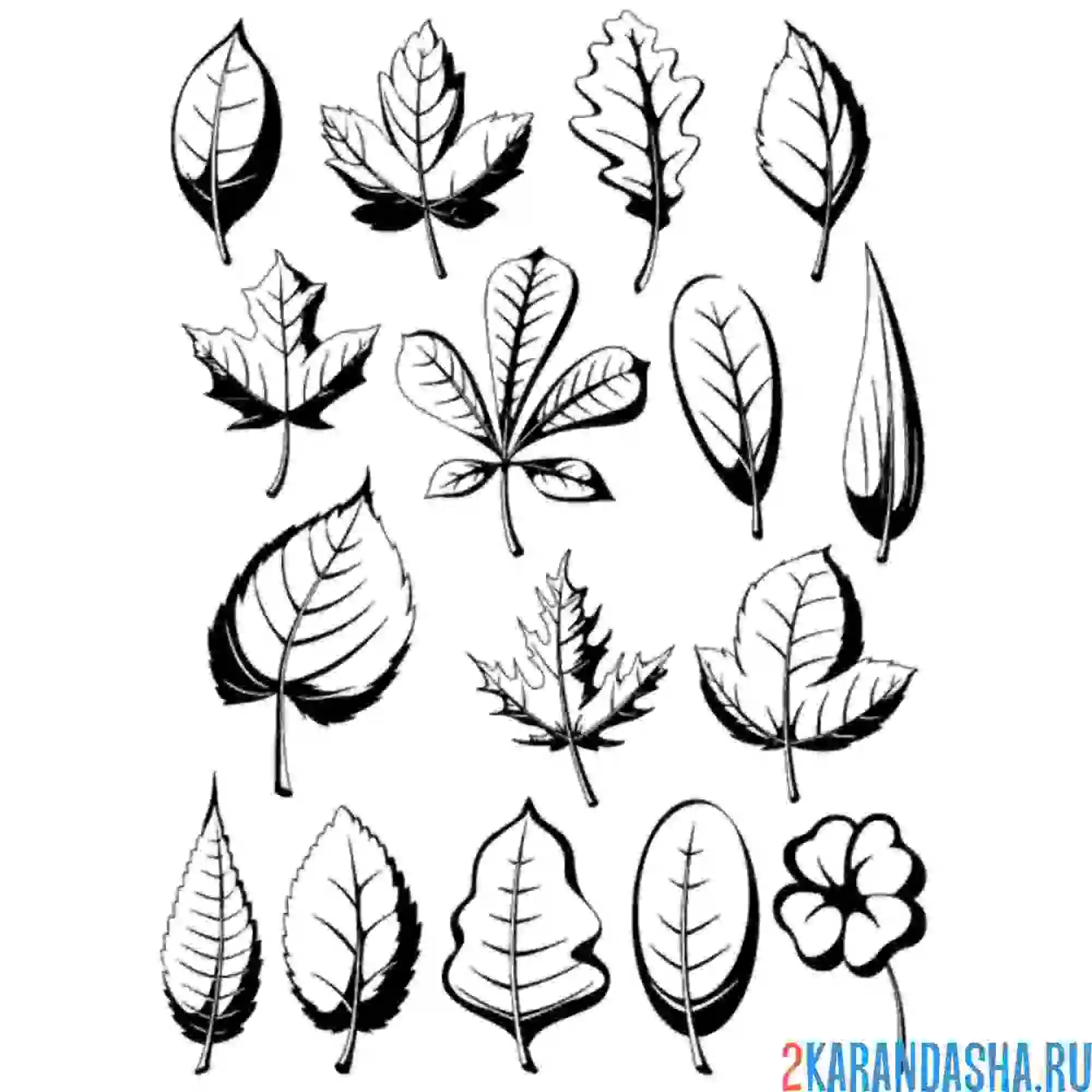 Раскраска разносортные листья