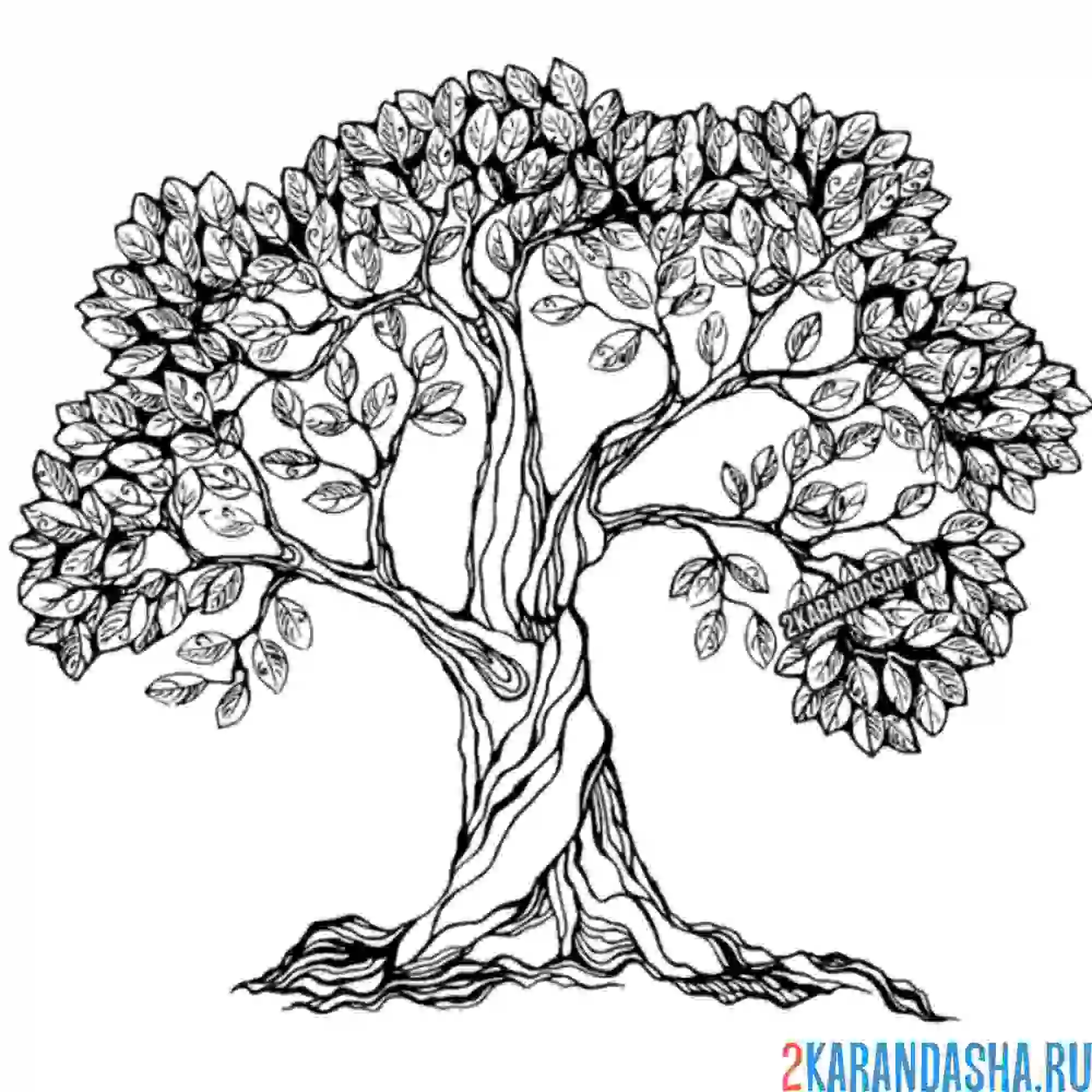 Раскраска красивое дерево