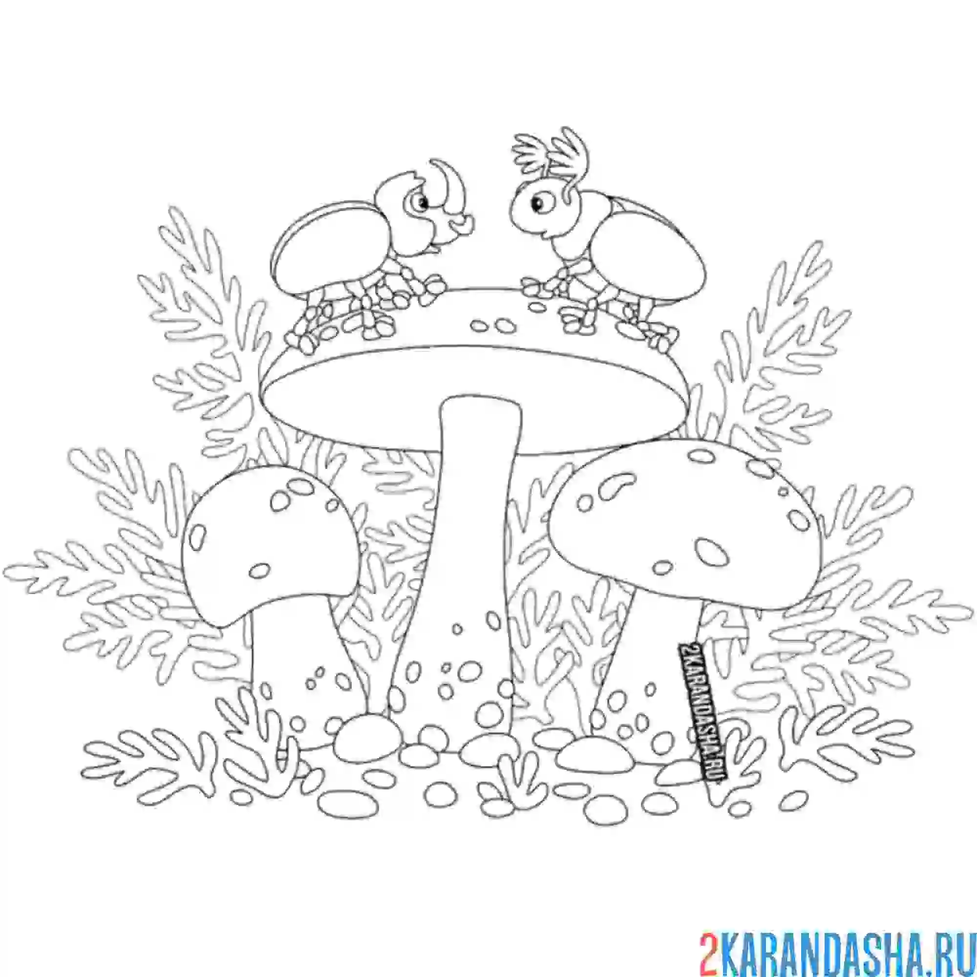 Раскраска жуки и грибы