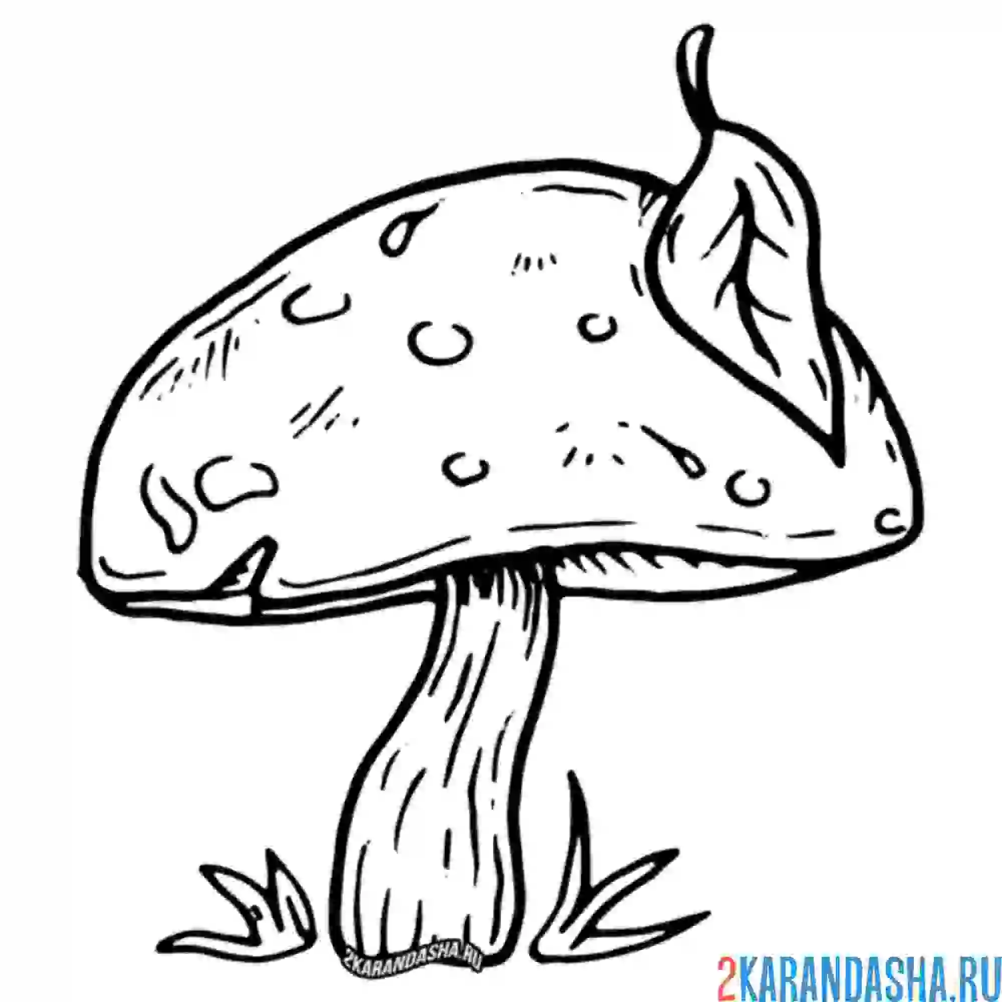 Раскраска гриб с листочком на шляпке