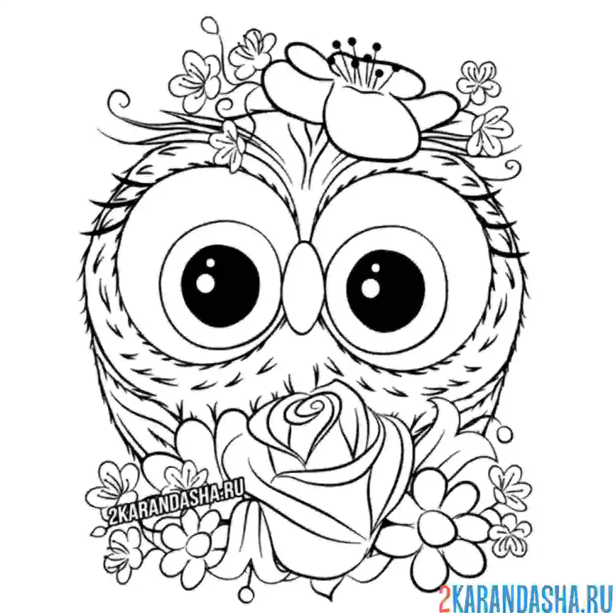 Раскраска милая совушка с цветочком