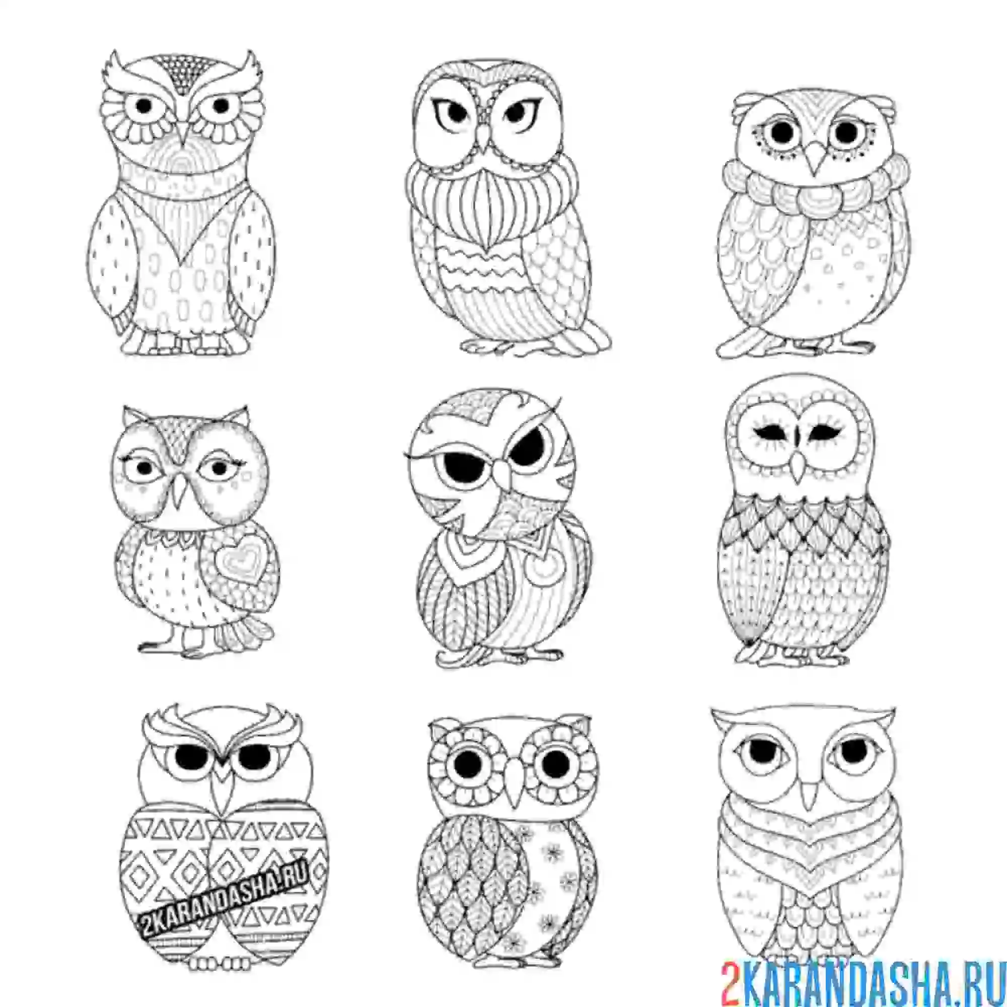 Раскраска разные совы