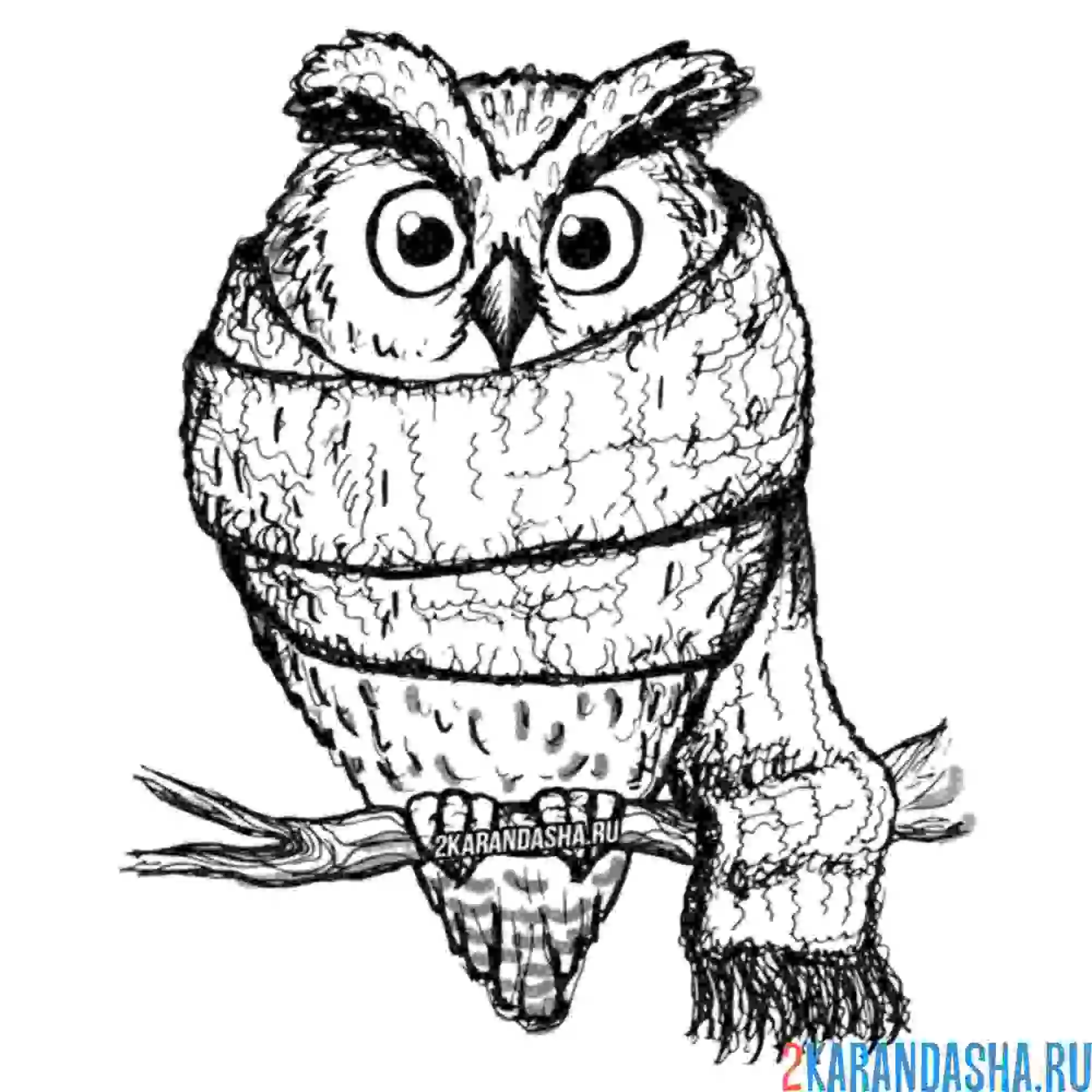 Раскраска сова в шарфе