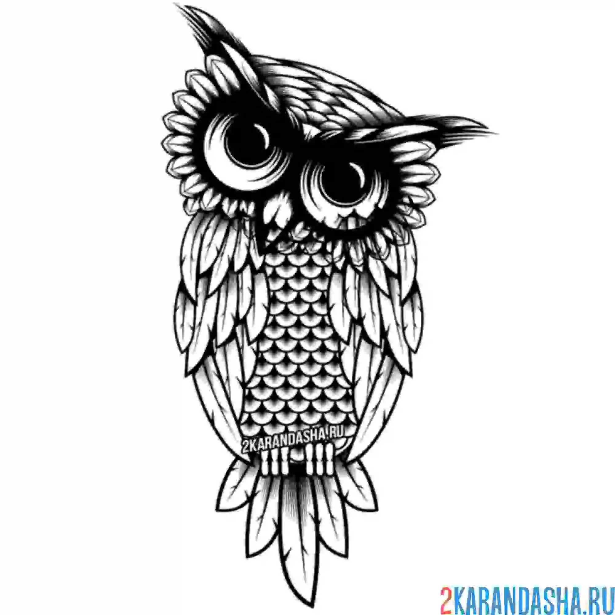 Раскраска сова голову повернула