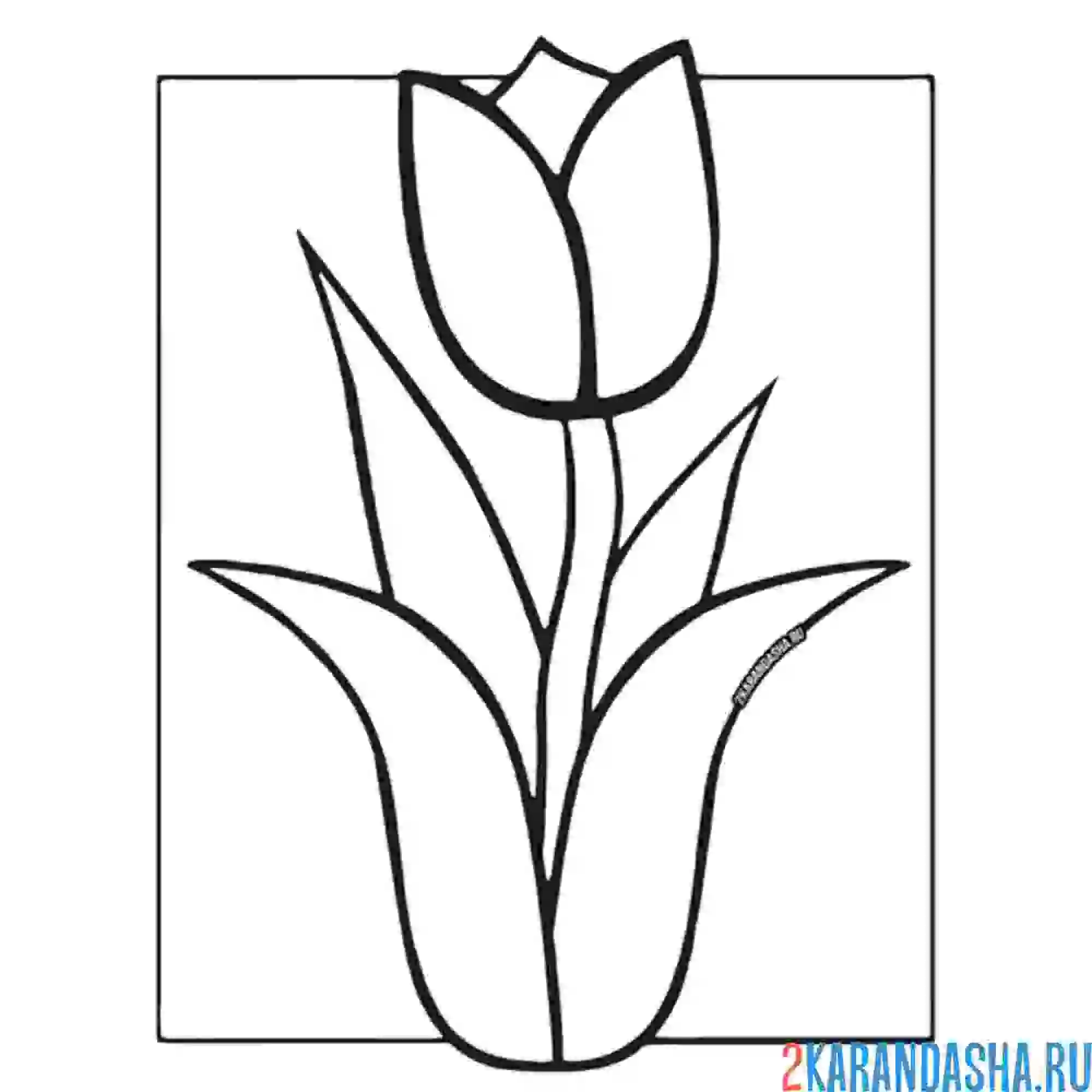 Раскраска тюльпан вырос