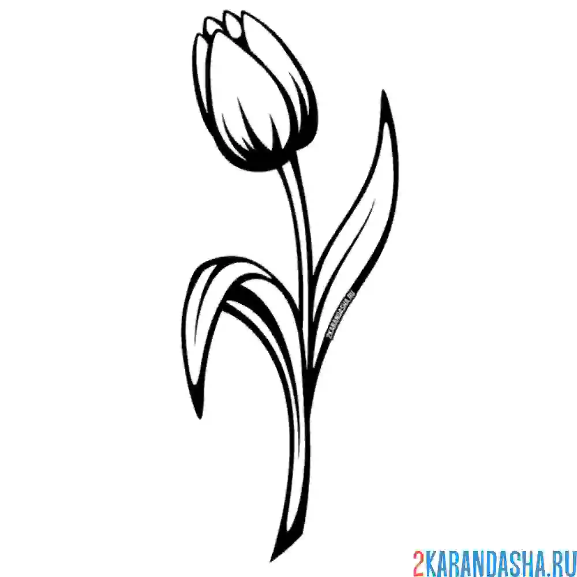 Раскраска бутон тюльпана