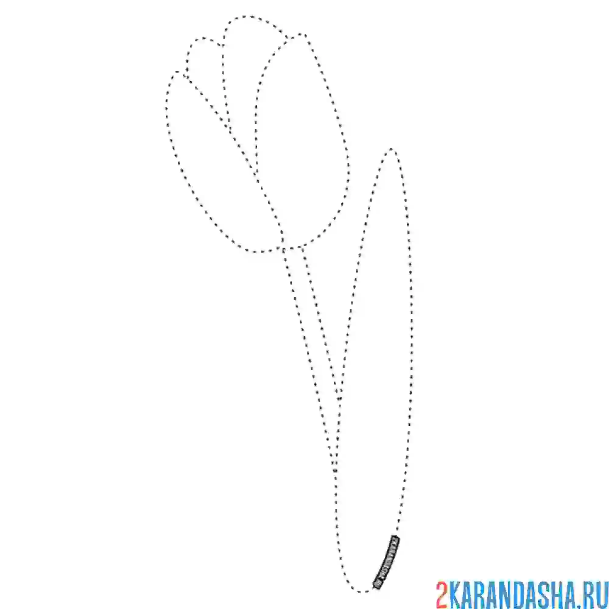 Раскраска тюльпан обведи по линиям