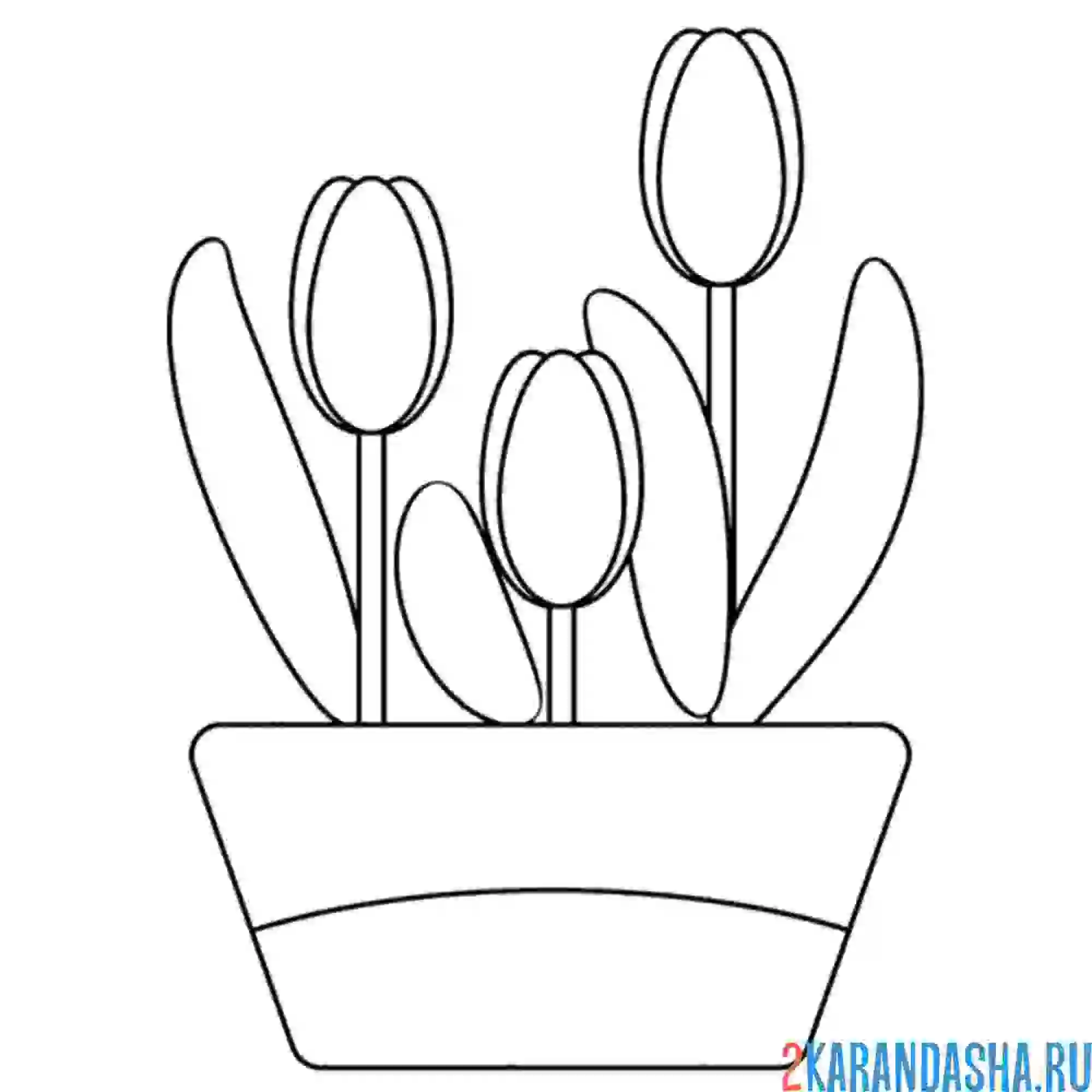 Раскраска тюльпаны выросли в горшке