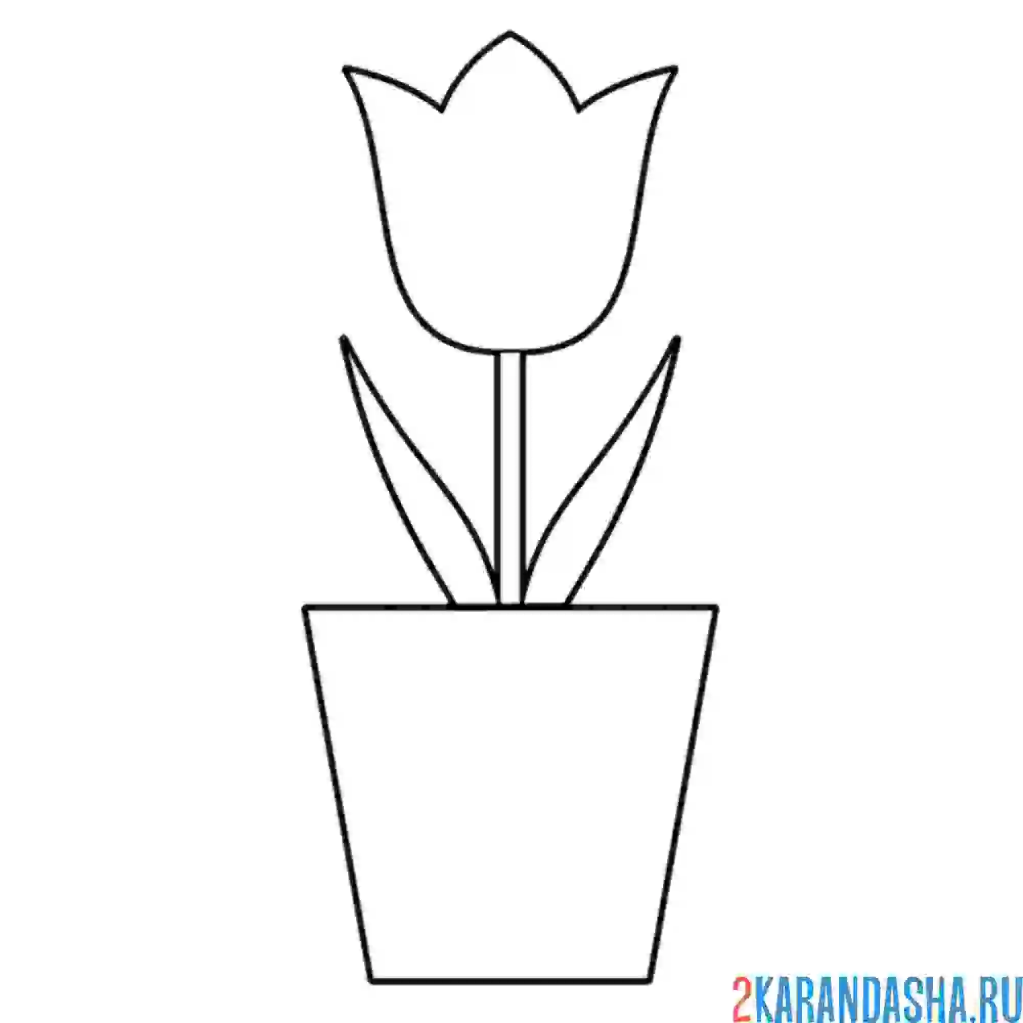 Раскраска тюльпан в горшке
