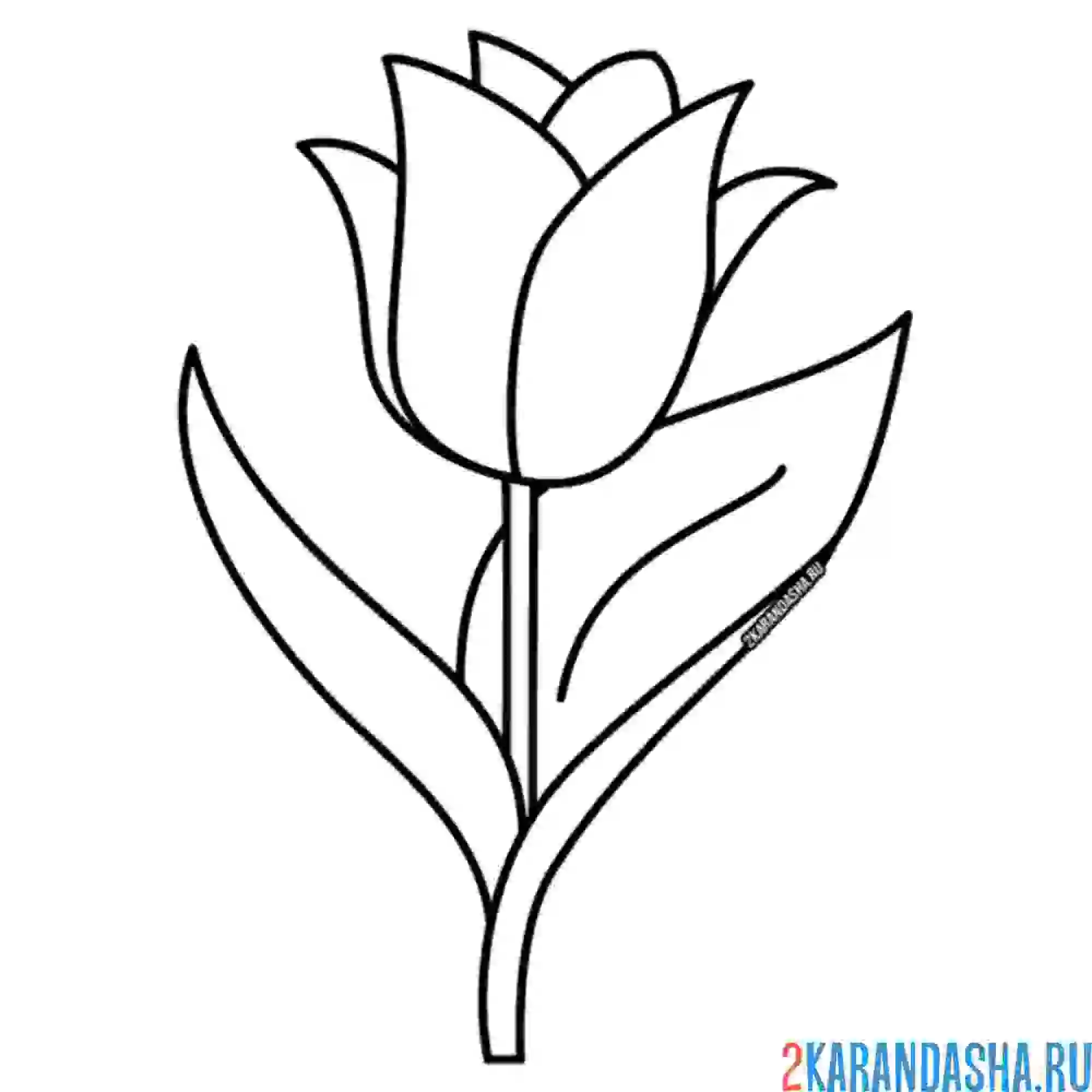Раскраска тюльпан расцвел