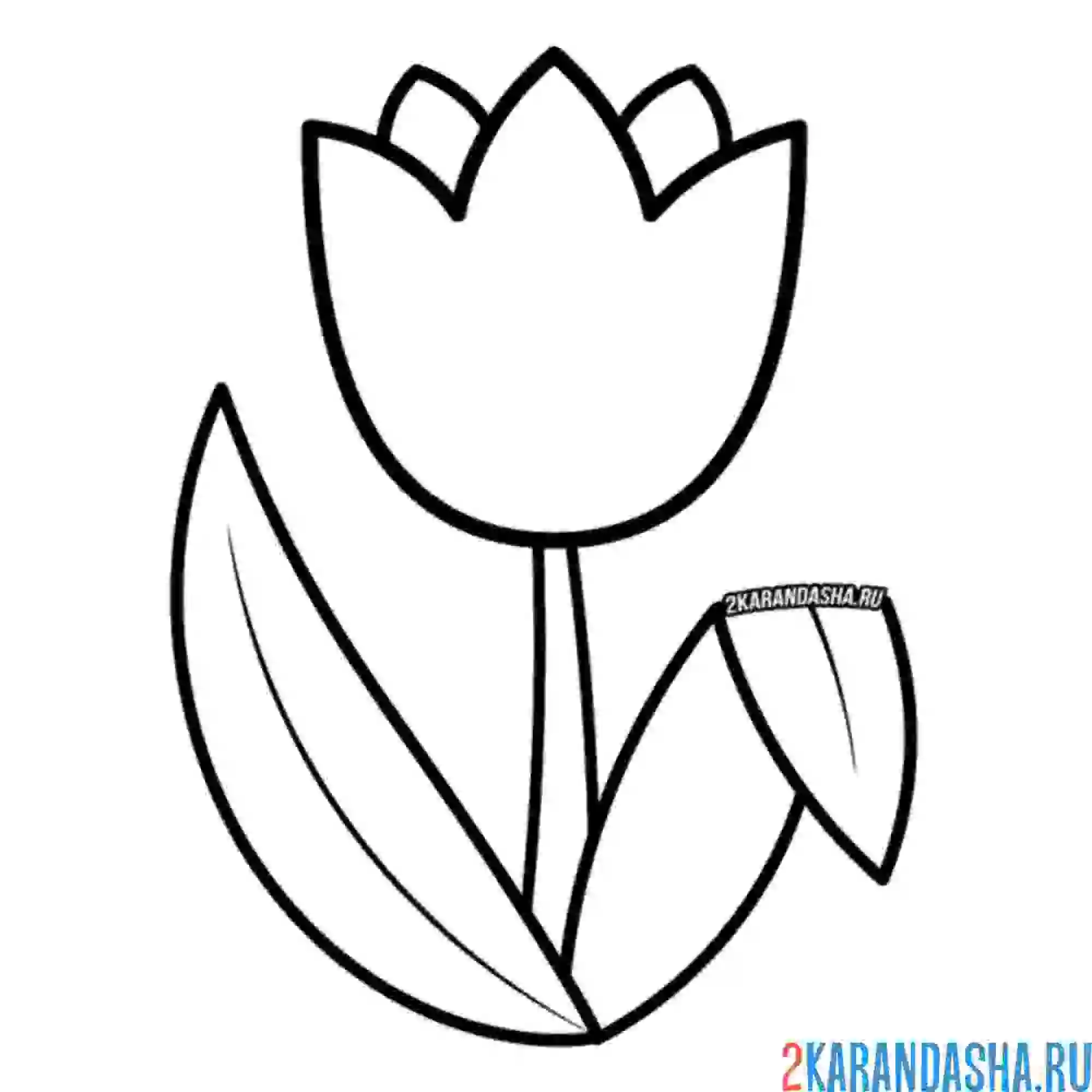 Раскраска тюльпан для малышей