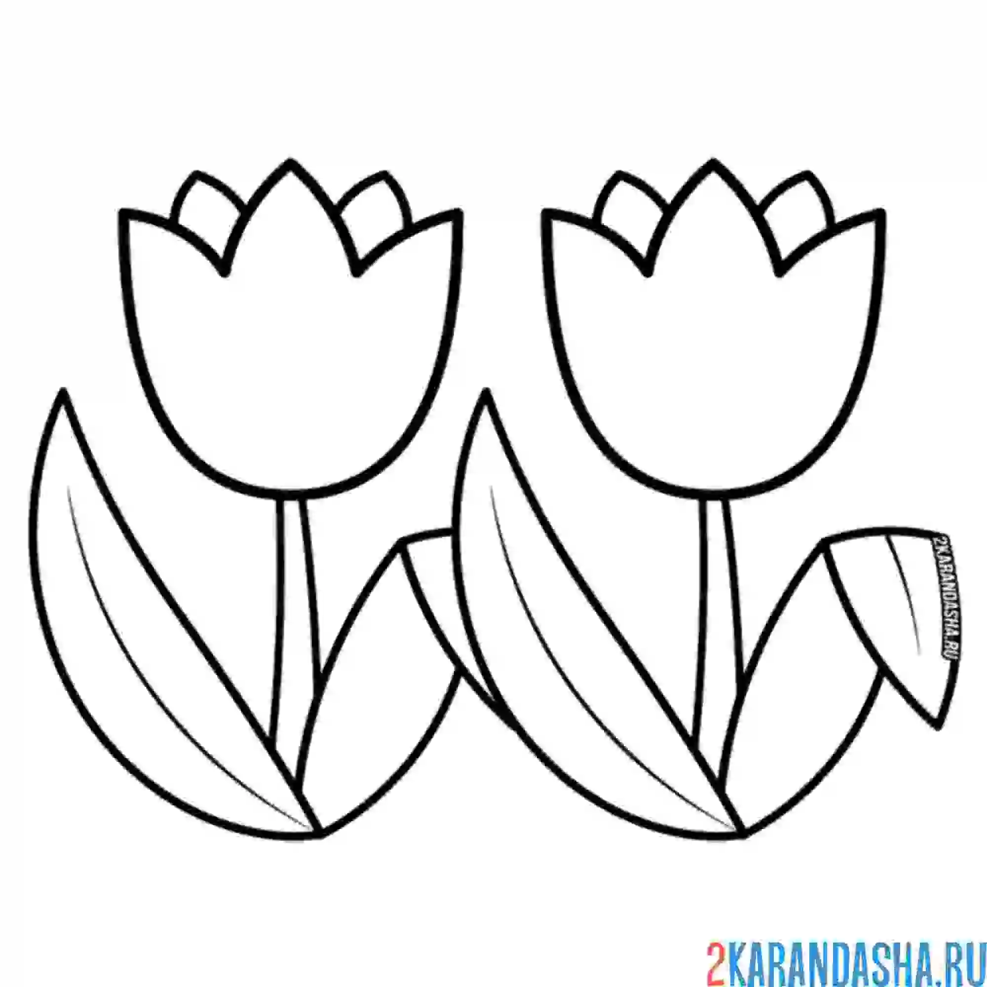 Раскраска два тюльпана рядом