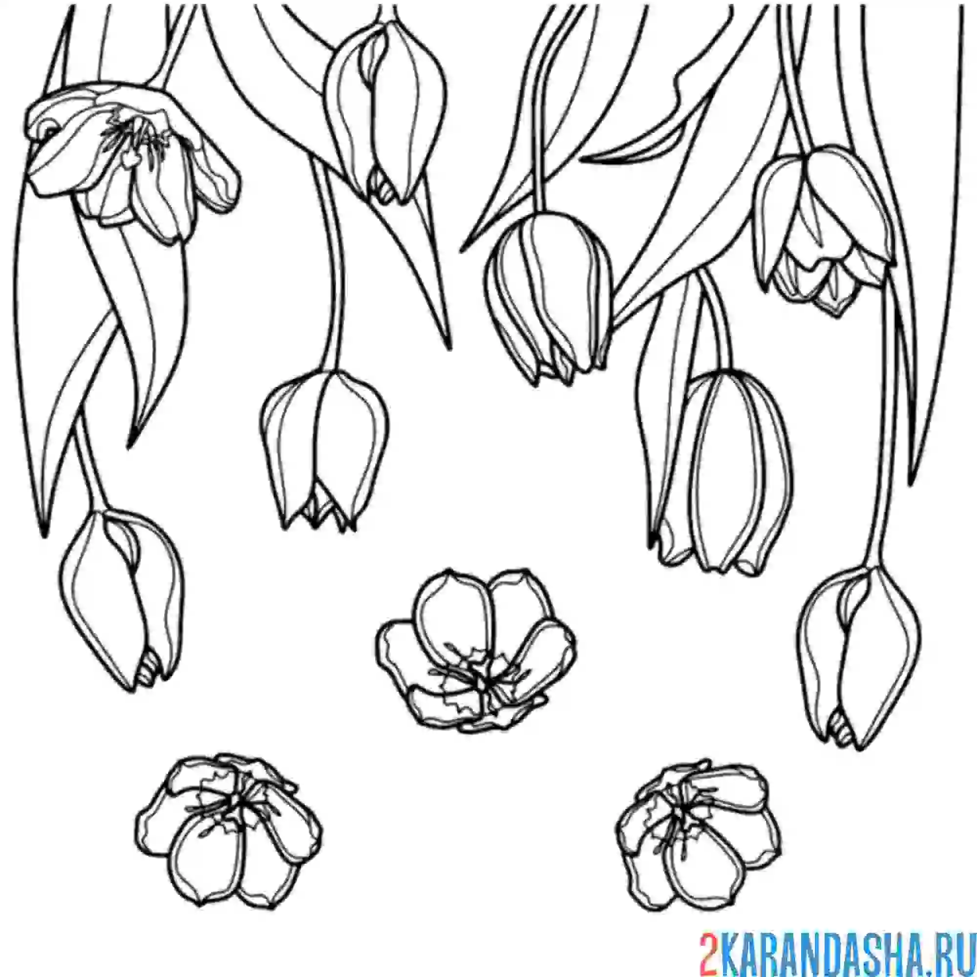 Раскраска тюльпаны свесились