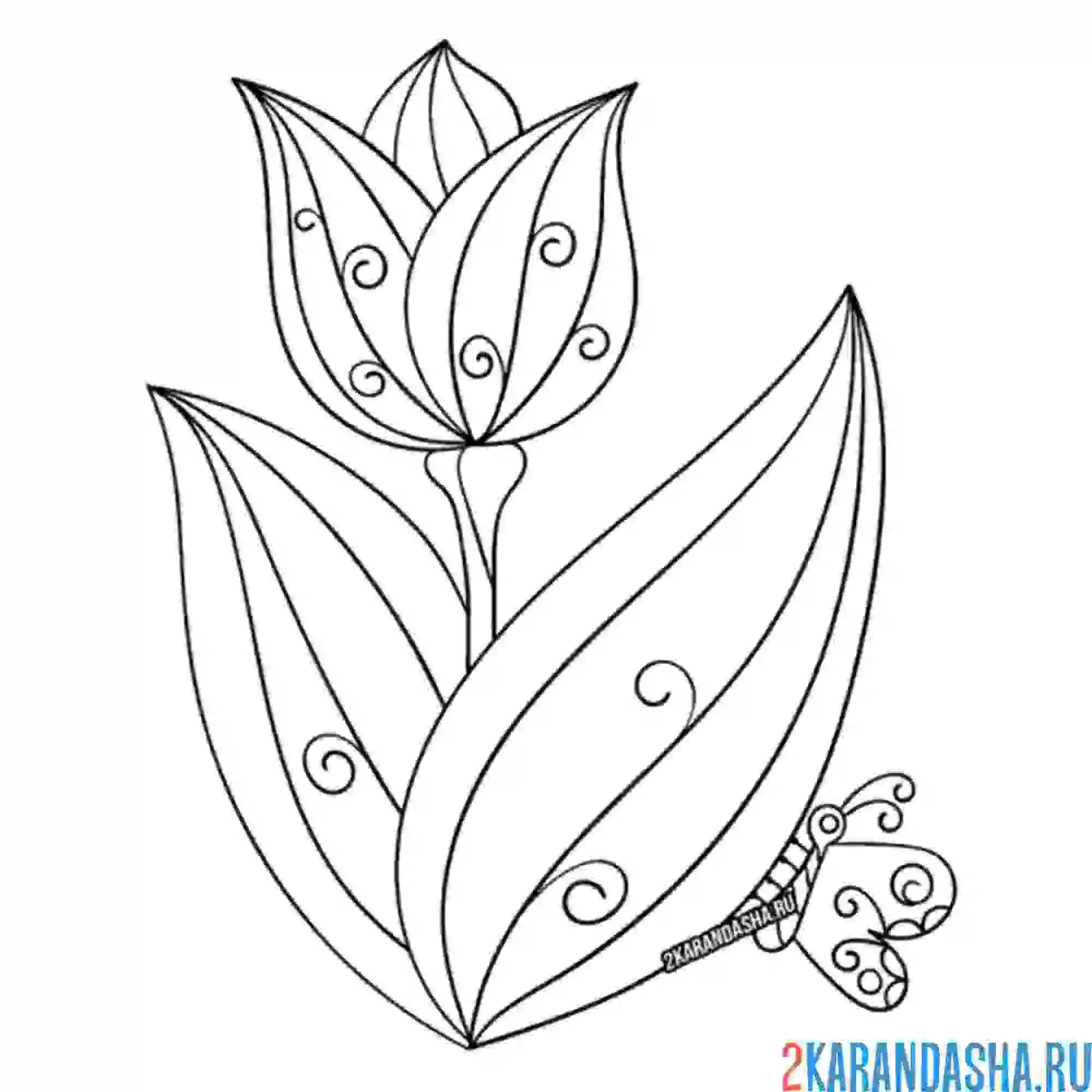 Раскраска тюльпан антистресс