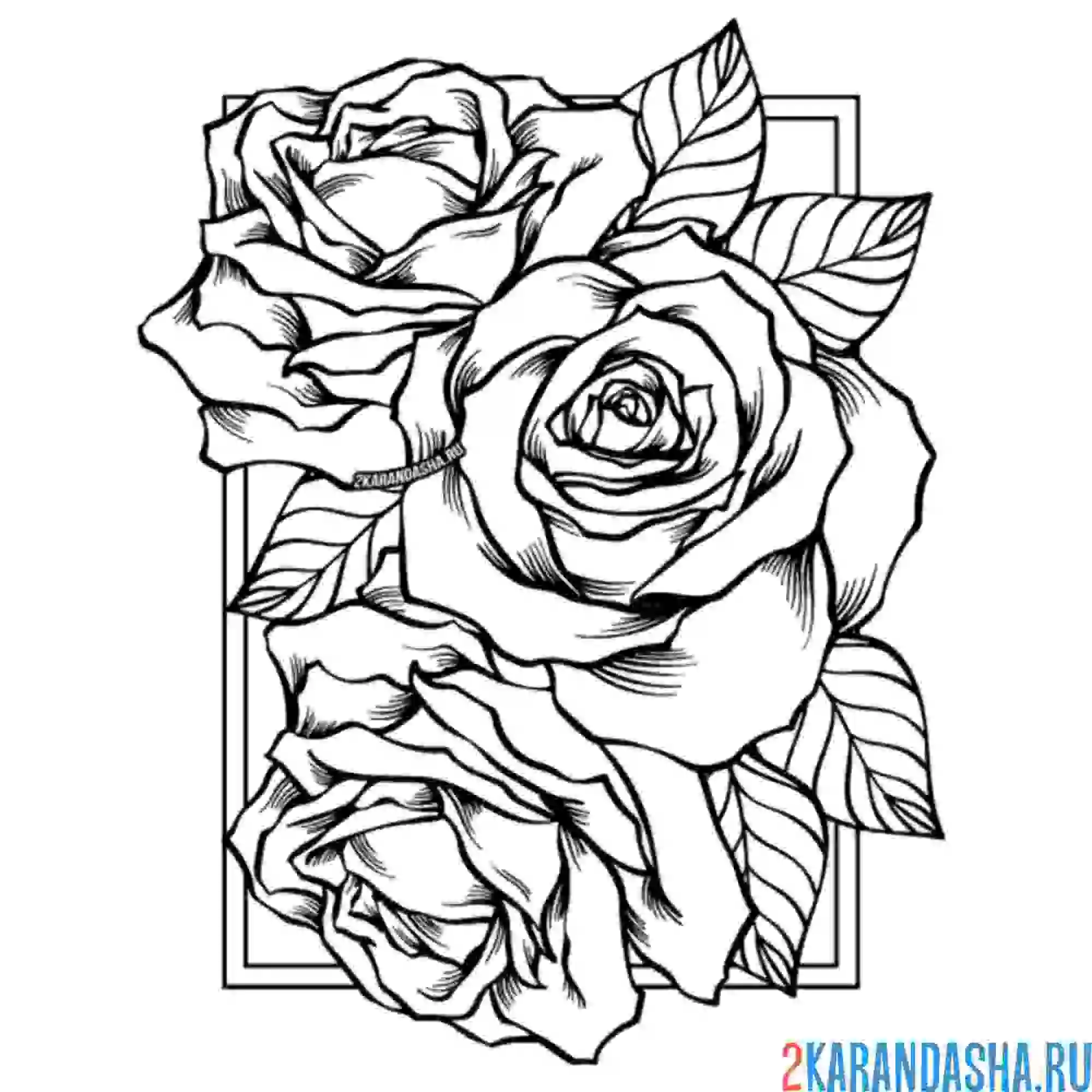 Раскраска розы пушистые