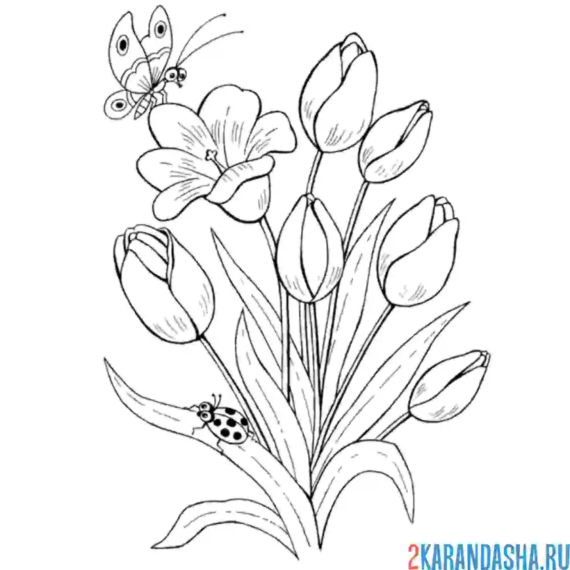 Раскраска полевые цветы и бабочка