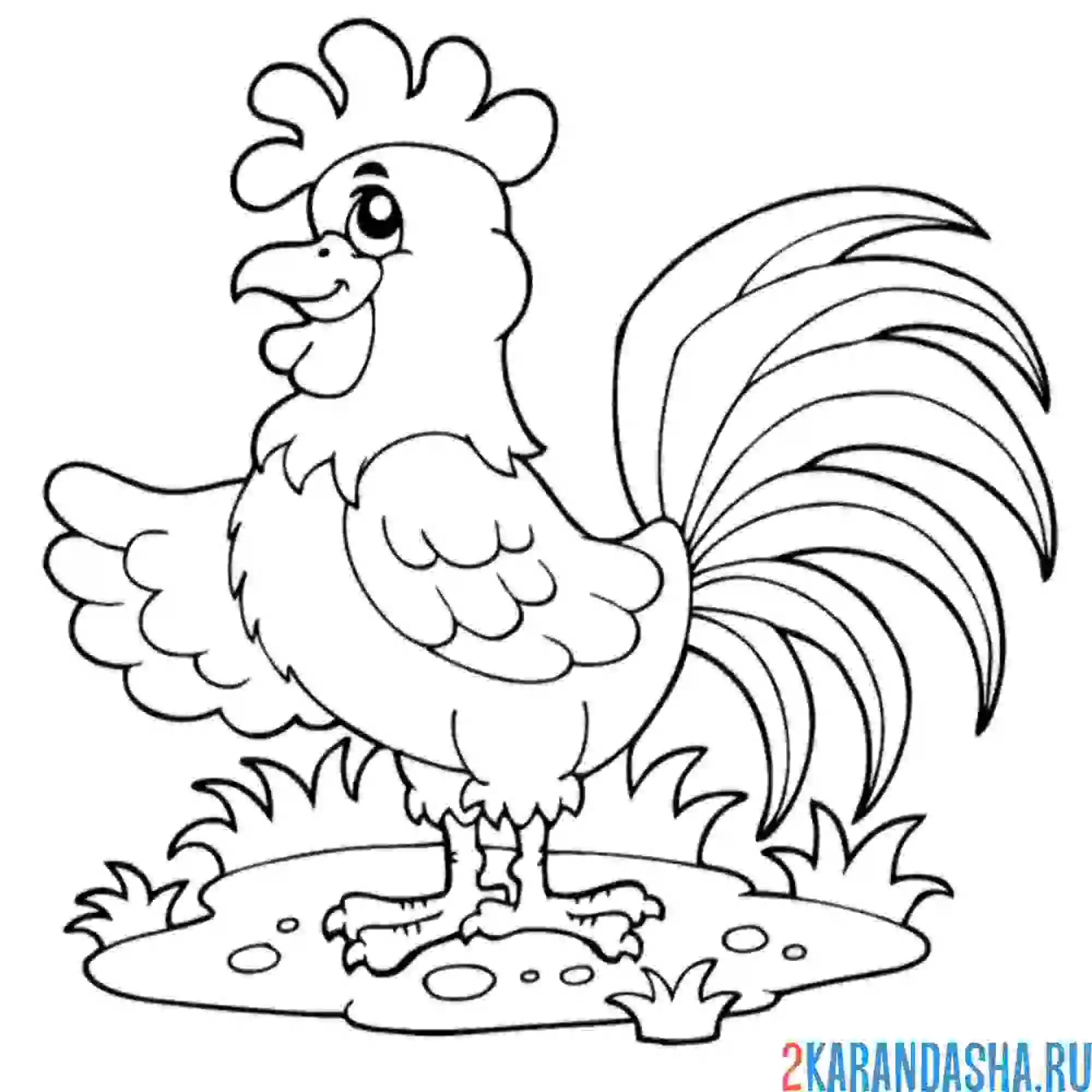 Раскраска довольный петух