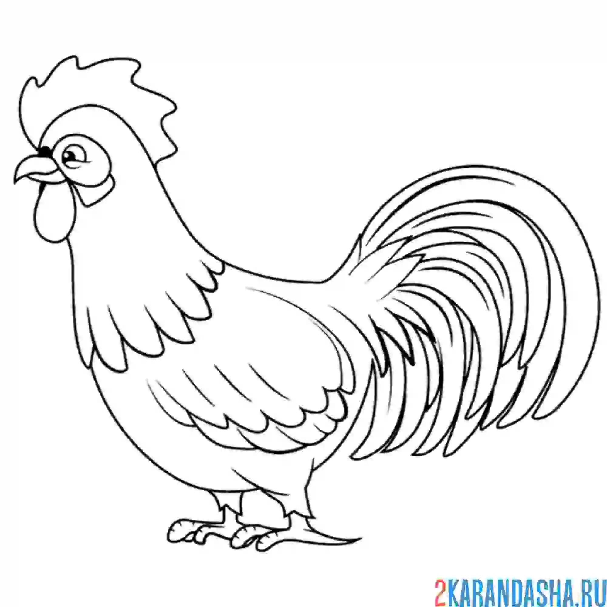 Раскраска серьезный петушок