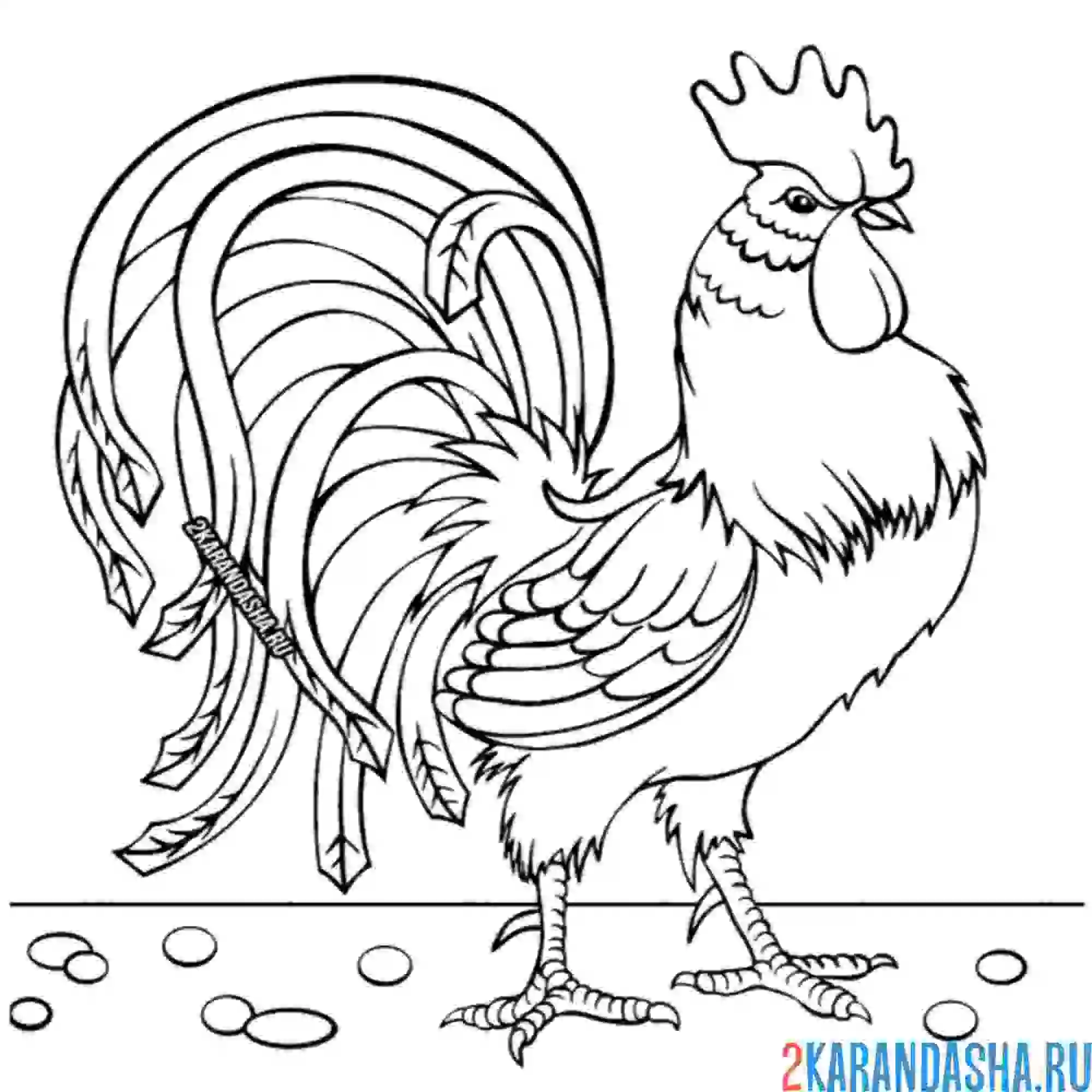 Раскраска очень деловой петух