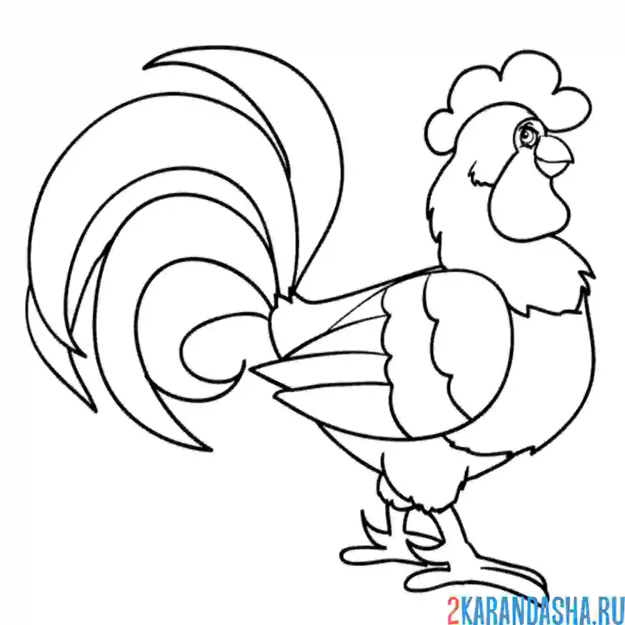 Раскраска петух сбоку