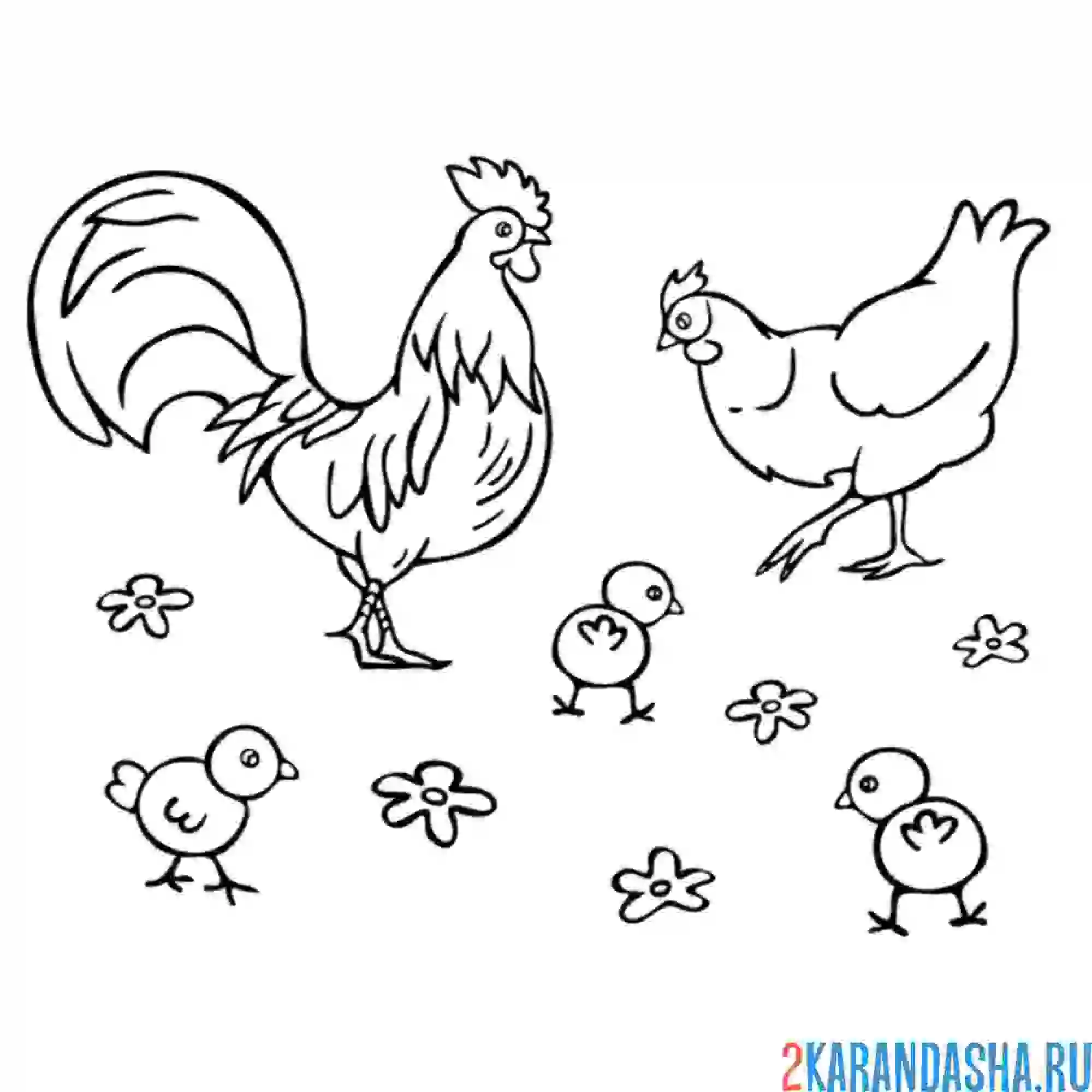 Раскраска петух следит за цыплятами и курицей