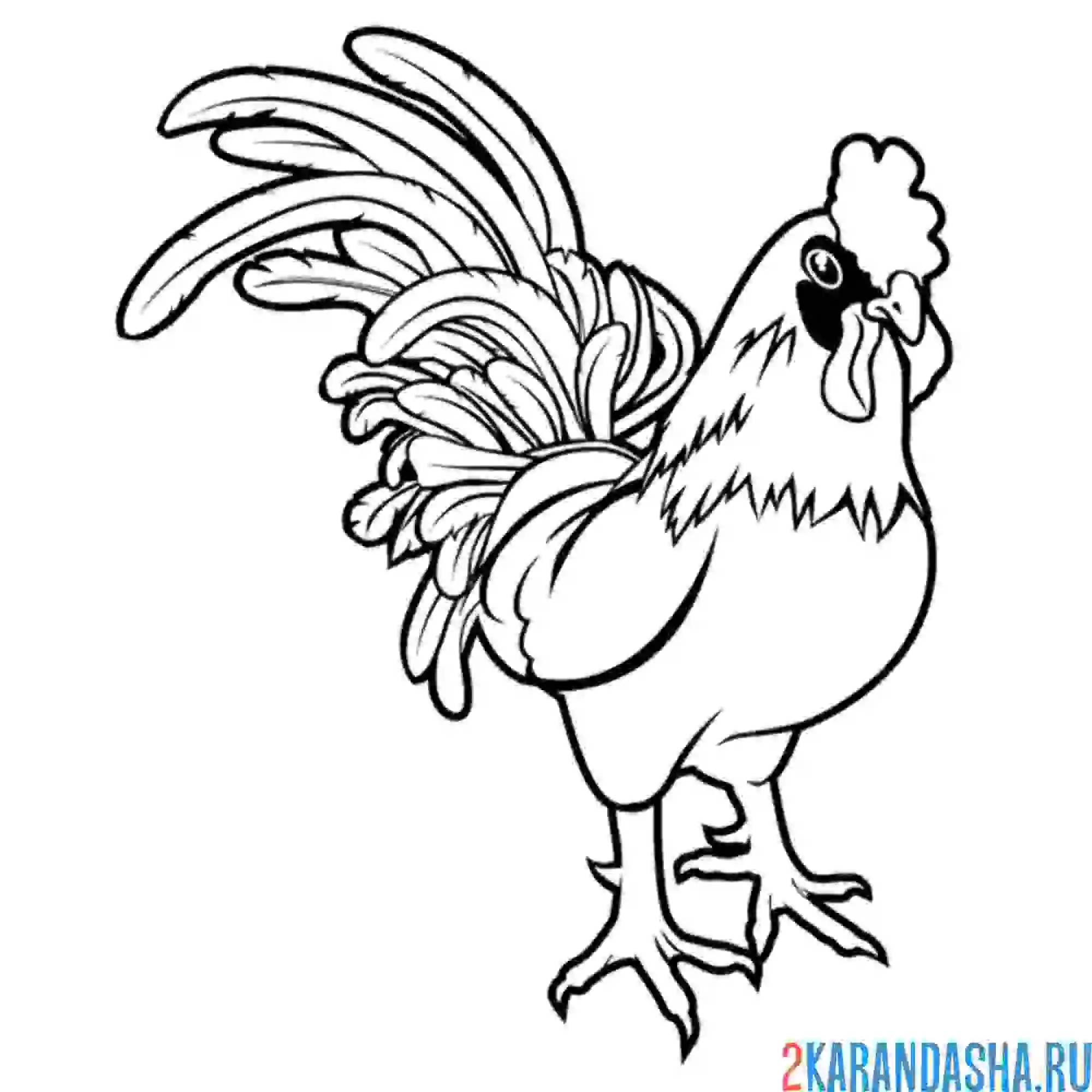 Раскраска настоящий петух