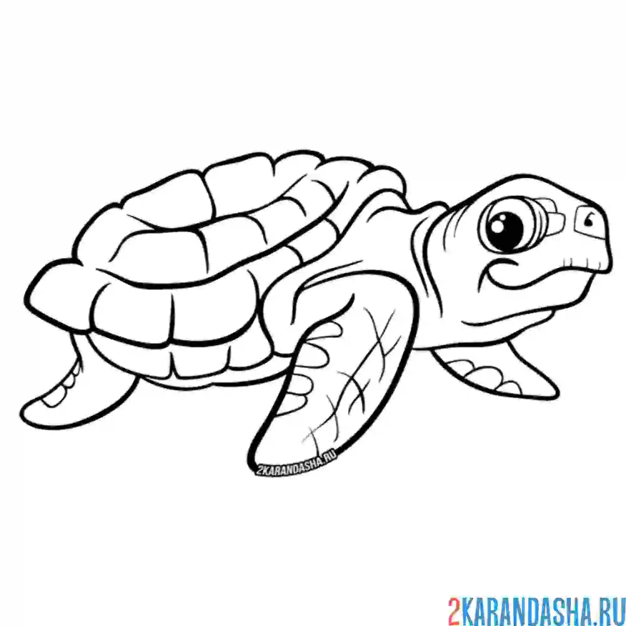Раскраска взрослая черепаха