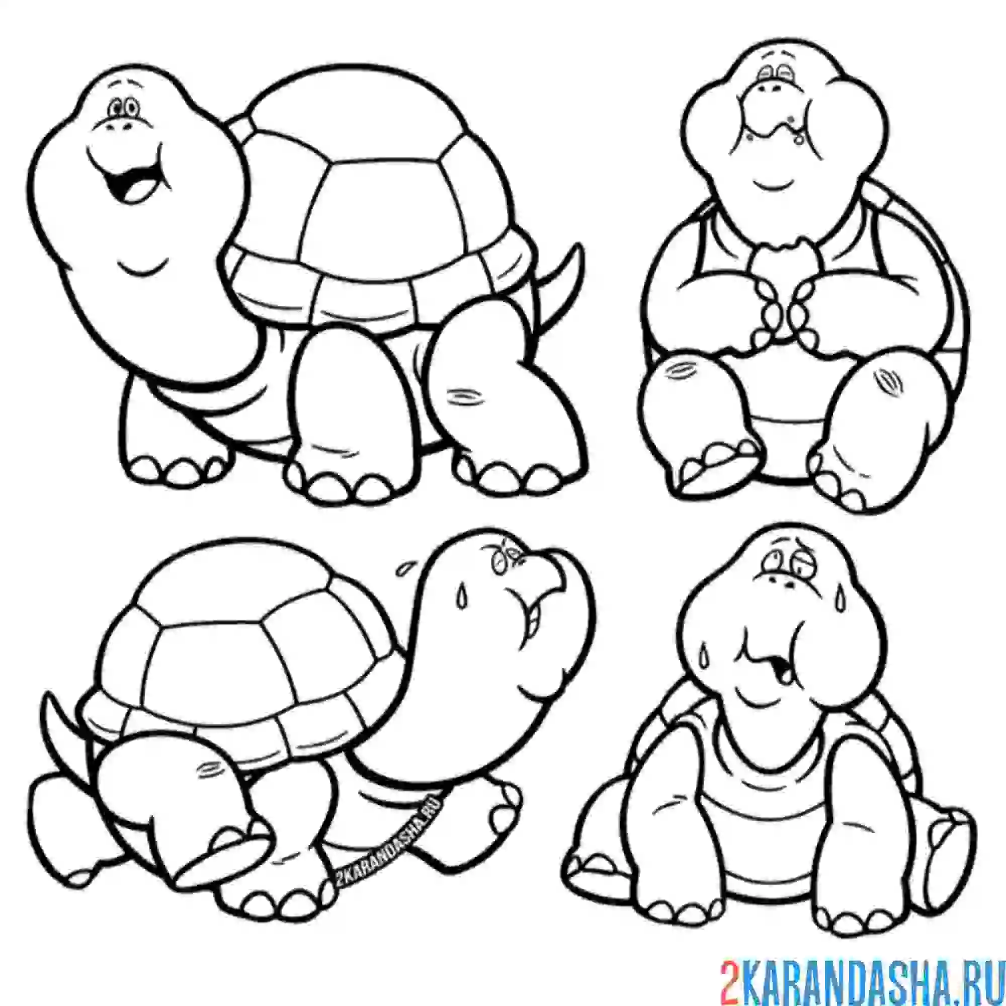 Раскраска смешные черепахи