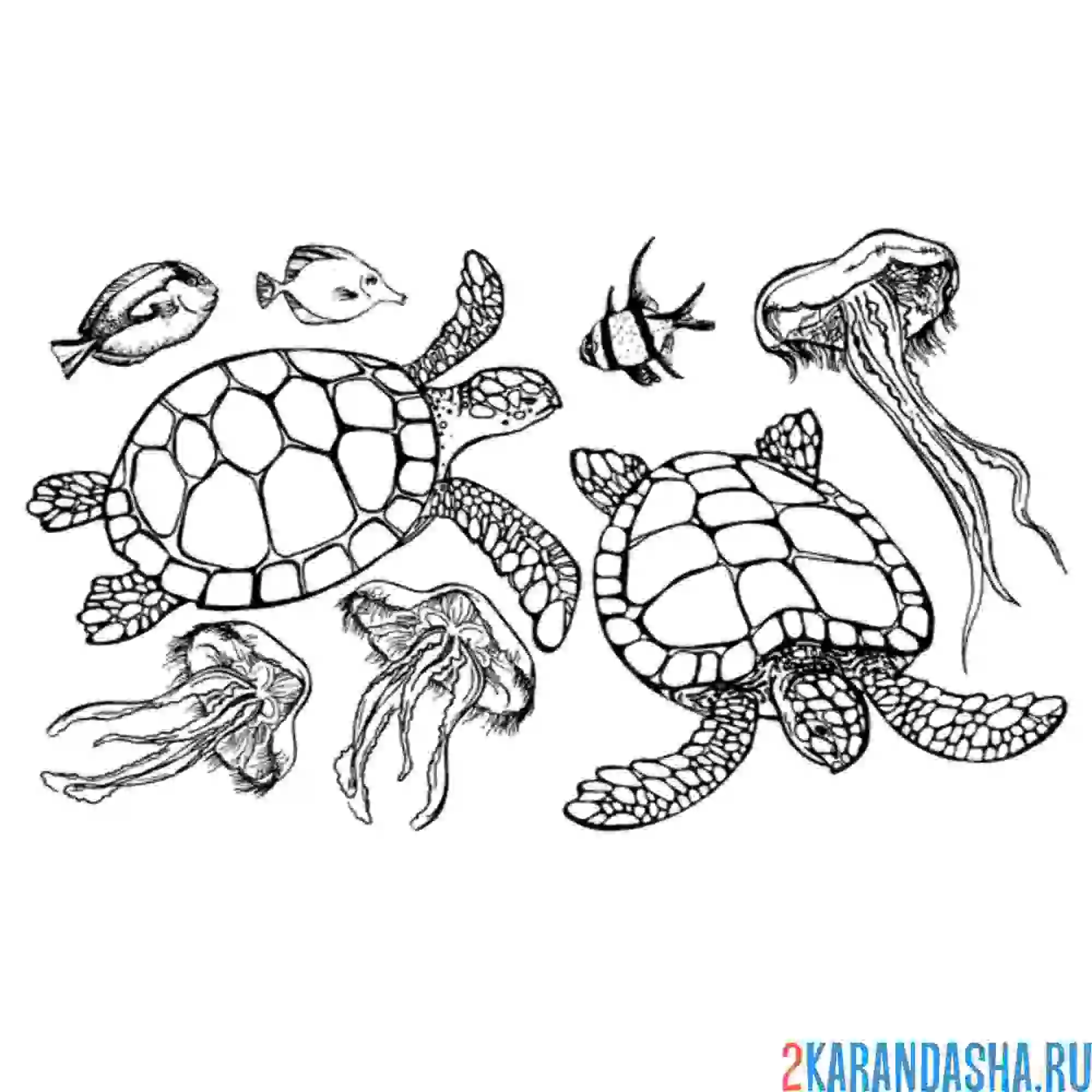 Раскраска настоящие морские черепахи