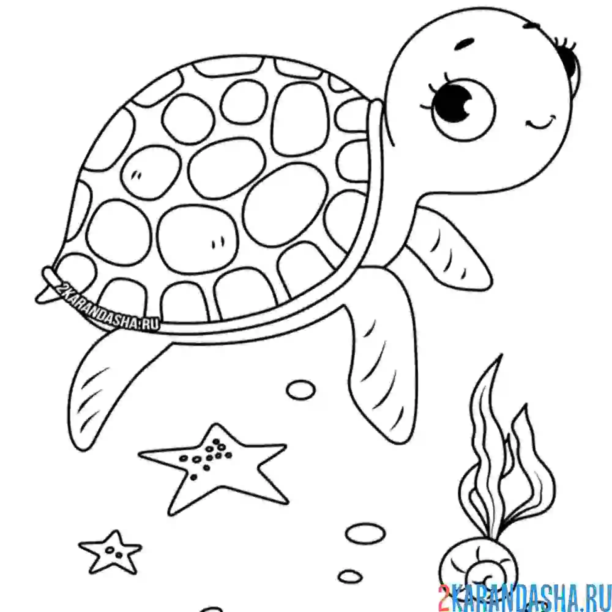 Раскраска черепаха и морские звезды