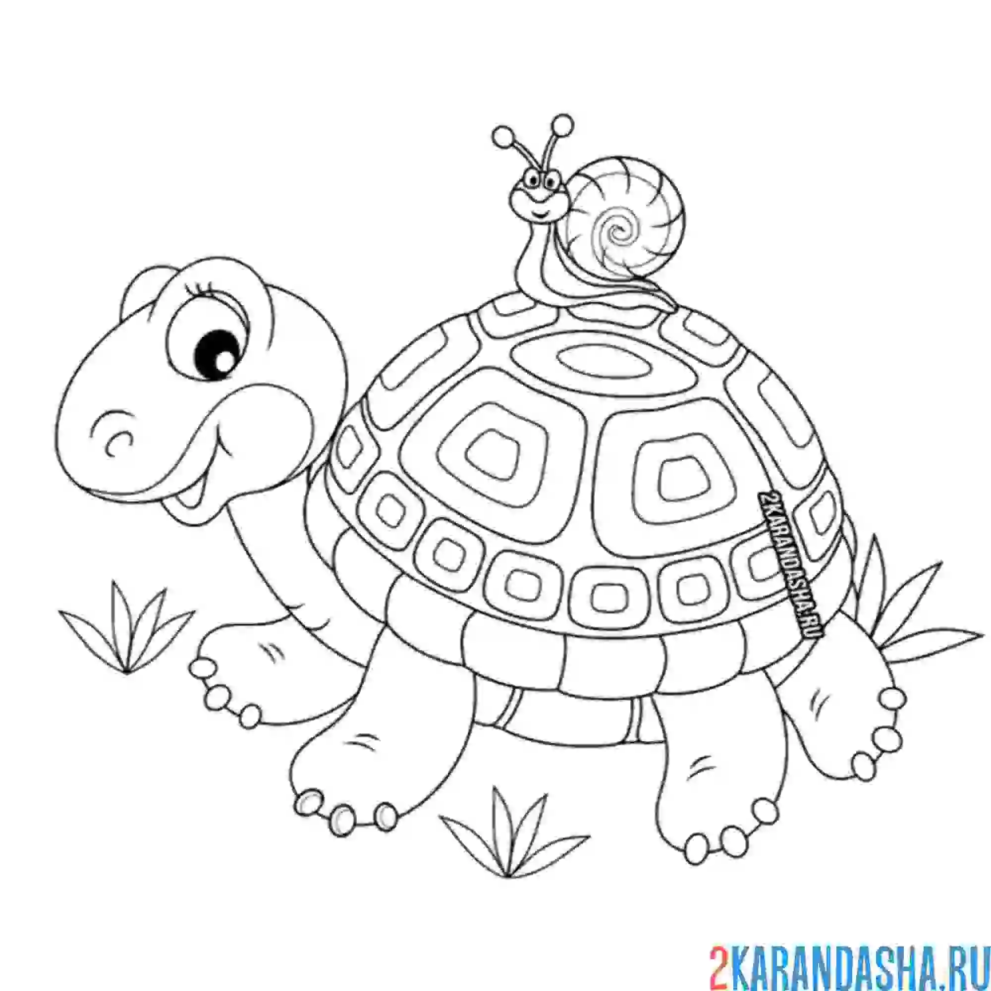 Раскраска черепаха и улитка