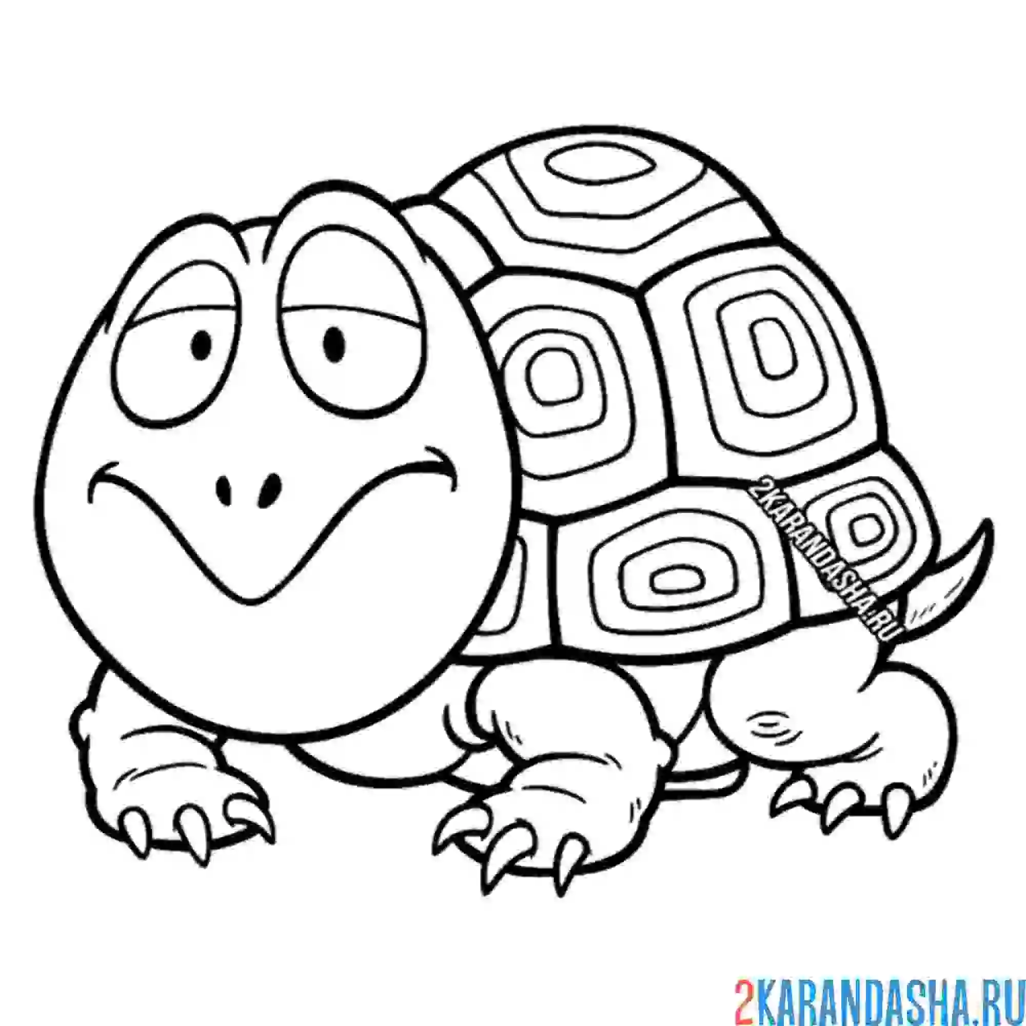 Раскраска старая мудрая черепаха