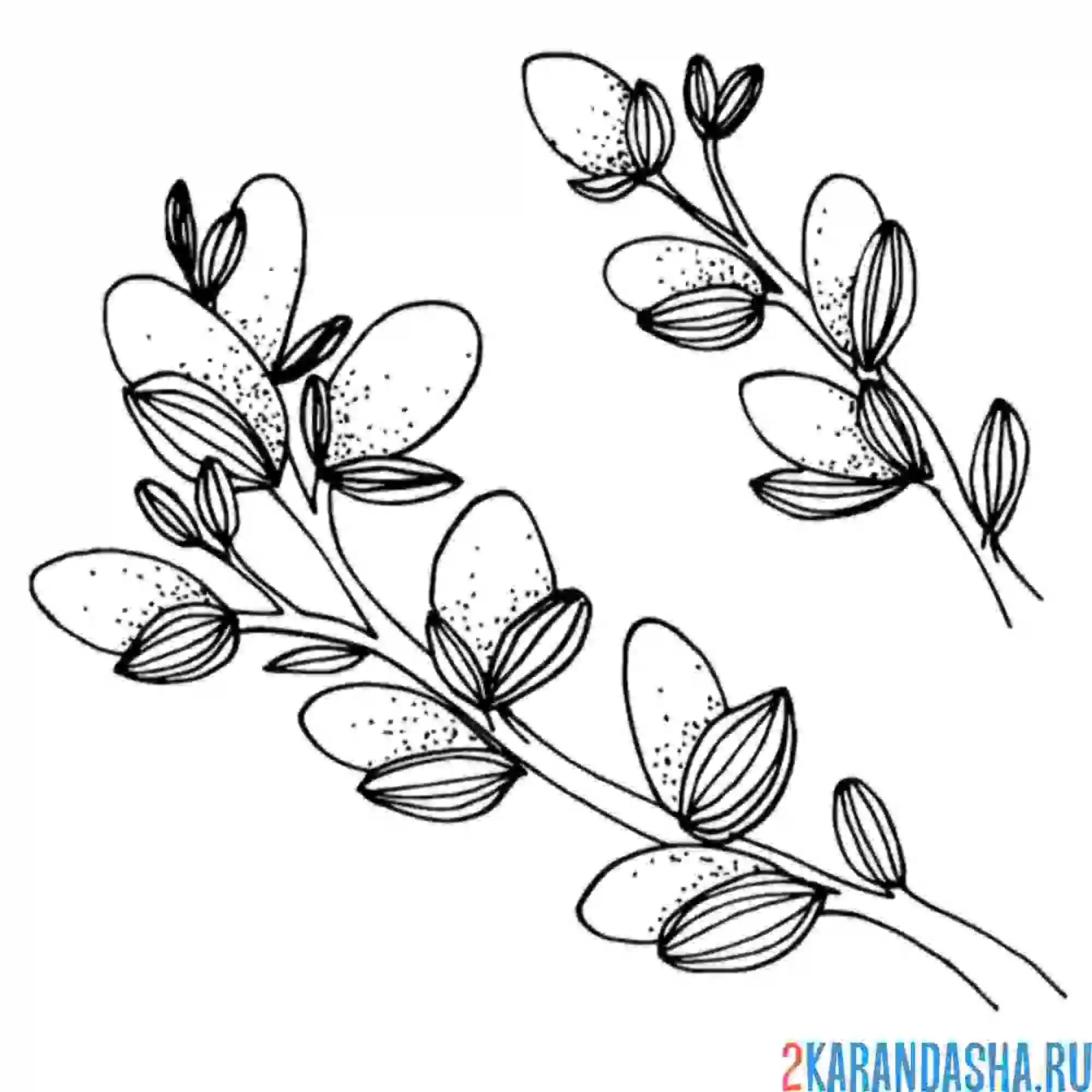 Раскраска верба весенняя распустилась